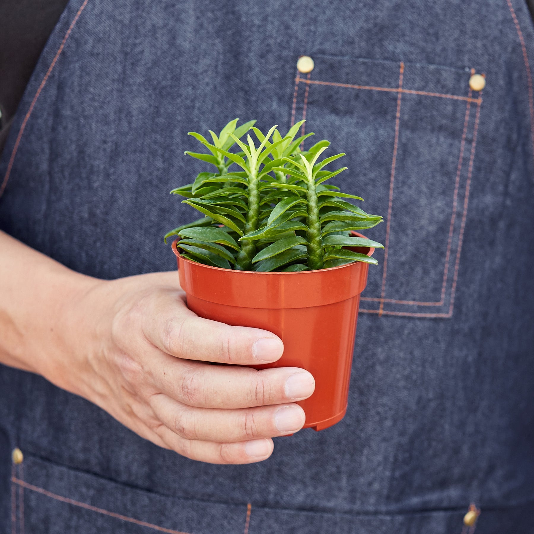 Devil's Backbone Euphorbia-Succulent-The Succulent Source