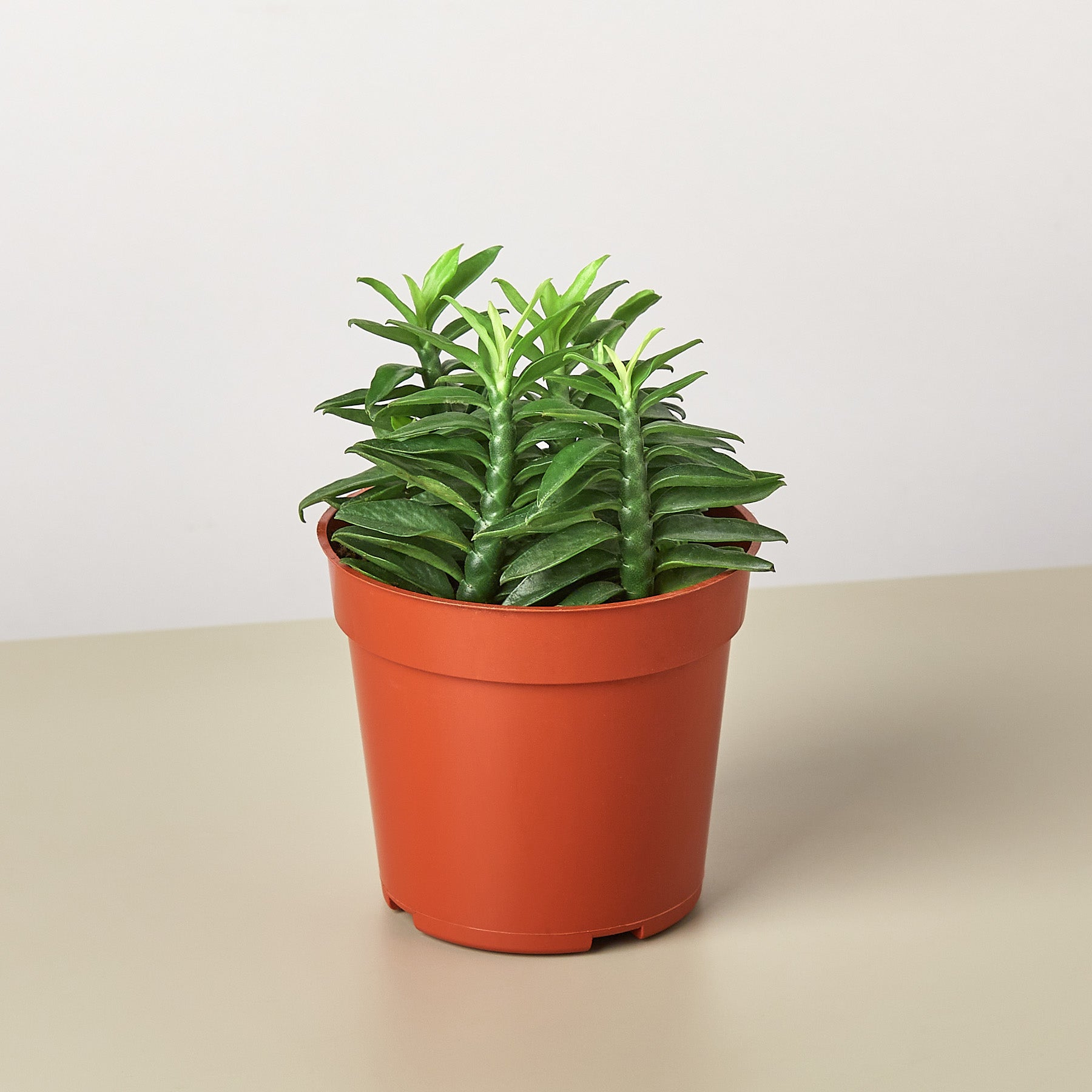 Devil's Backbone Euphorbia-Succulent-The Succulent Source