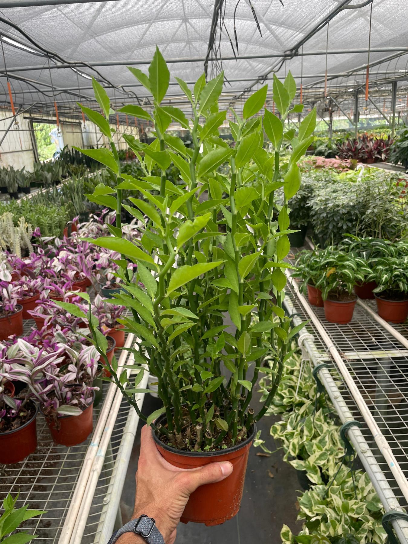 Devil's Backbone Euphorbia-Succulent-The Succulent Source
