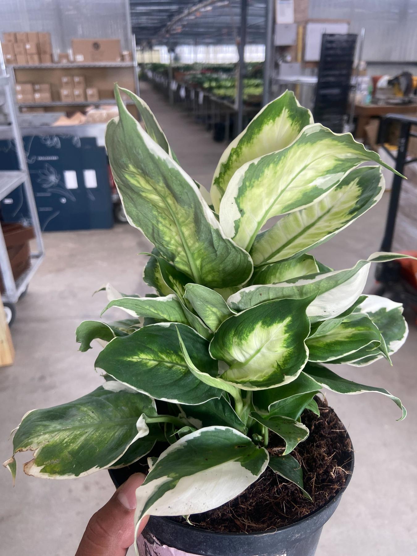 Dieffenbachia 'Cool Beauty'-Indoor Plants-The Succulent Source