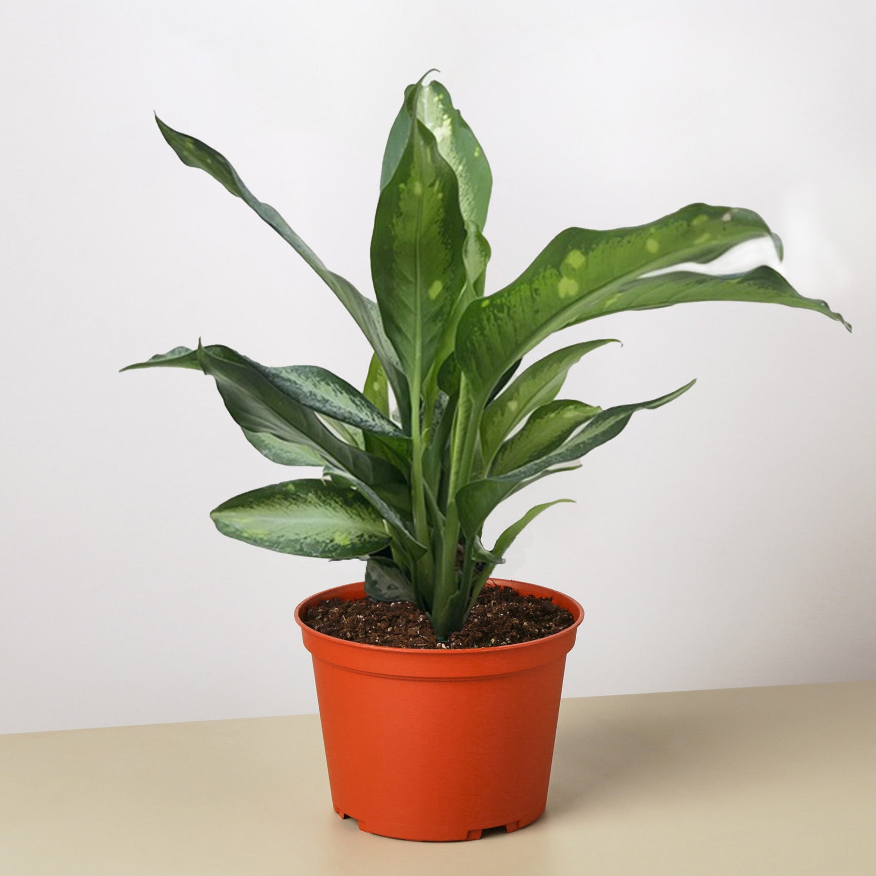 Dieffenbachia Panther-Indoor Plants-The Succulent Source