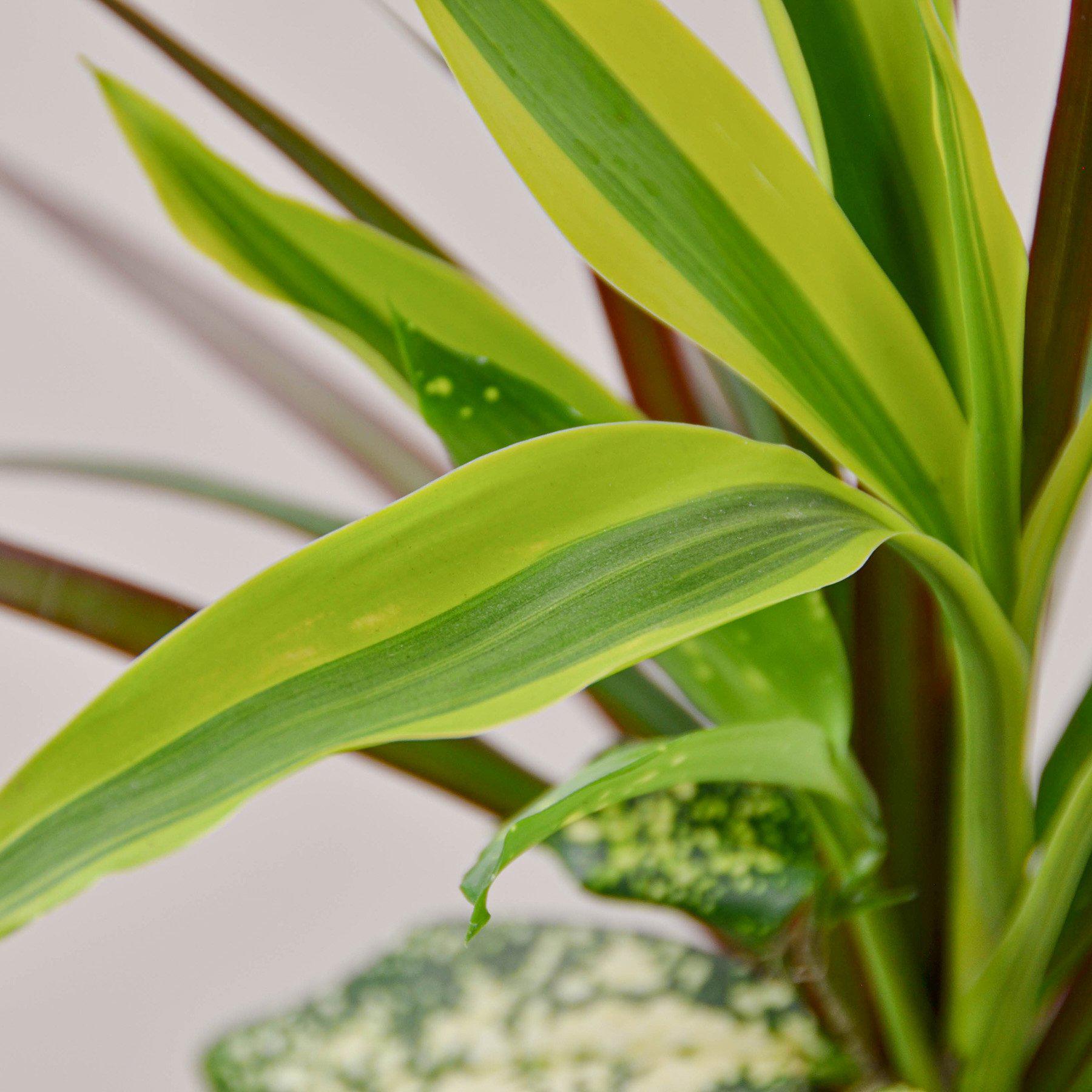 Dracaena 'Combo'-Indoor Plants-The Succulent Source
