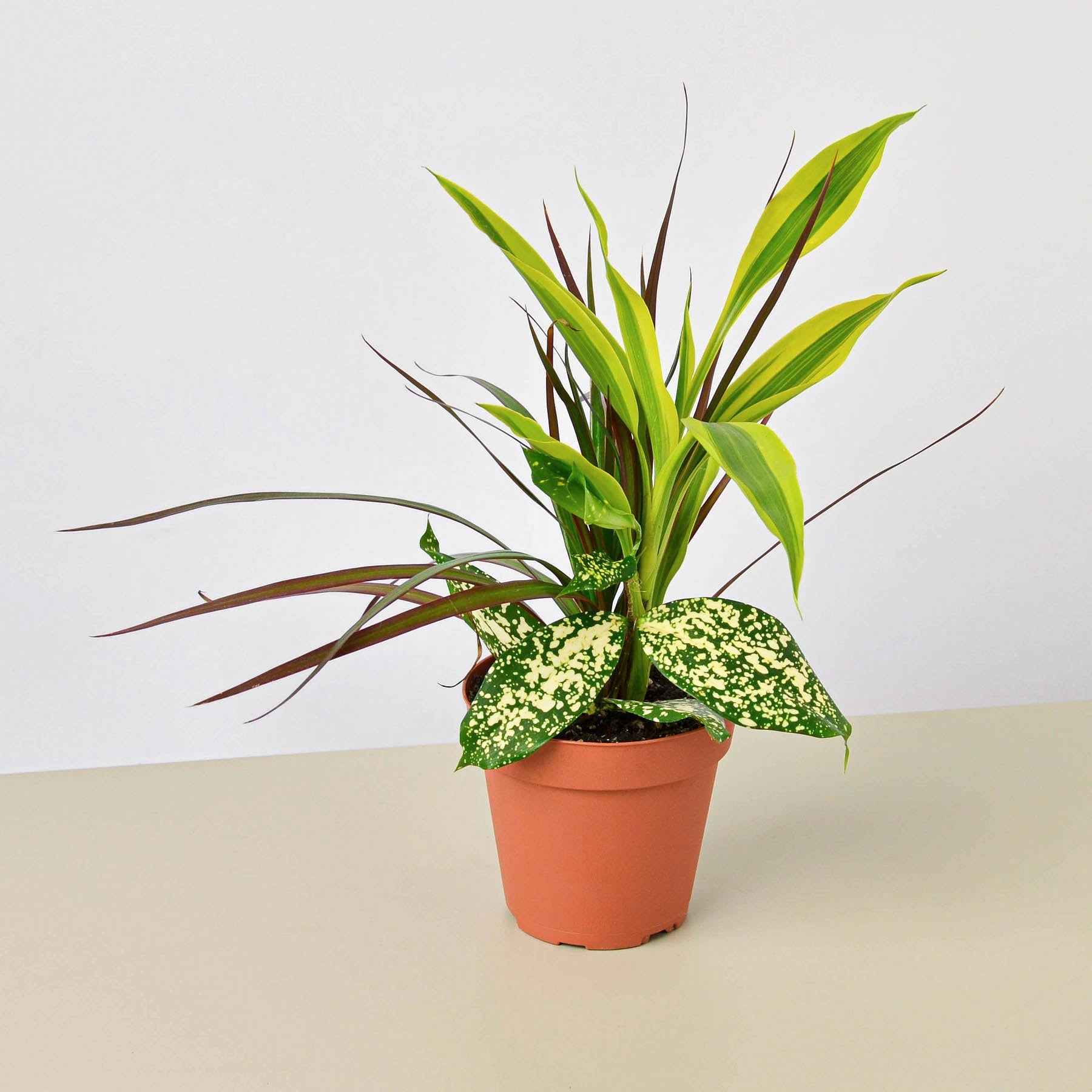 Dracaena 'Combo'-Indoor Plants-The Succulent Source