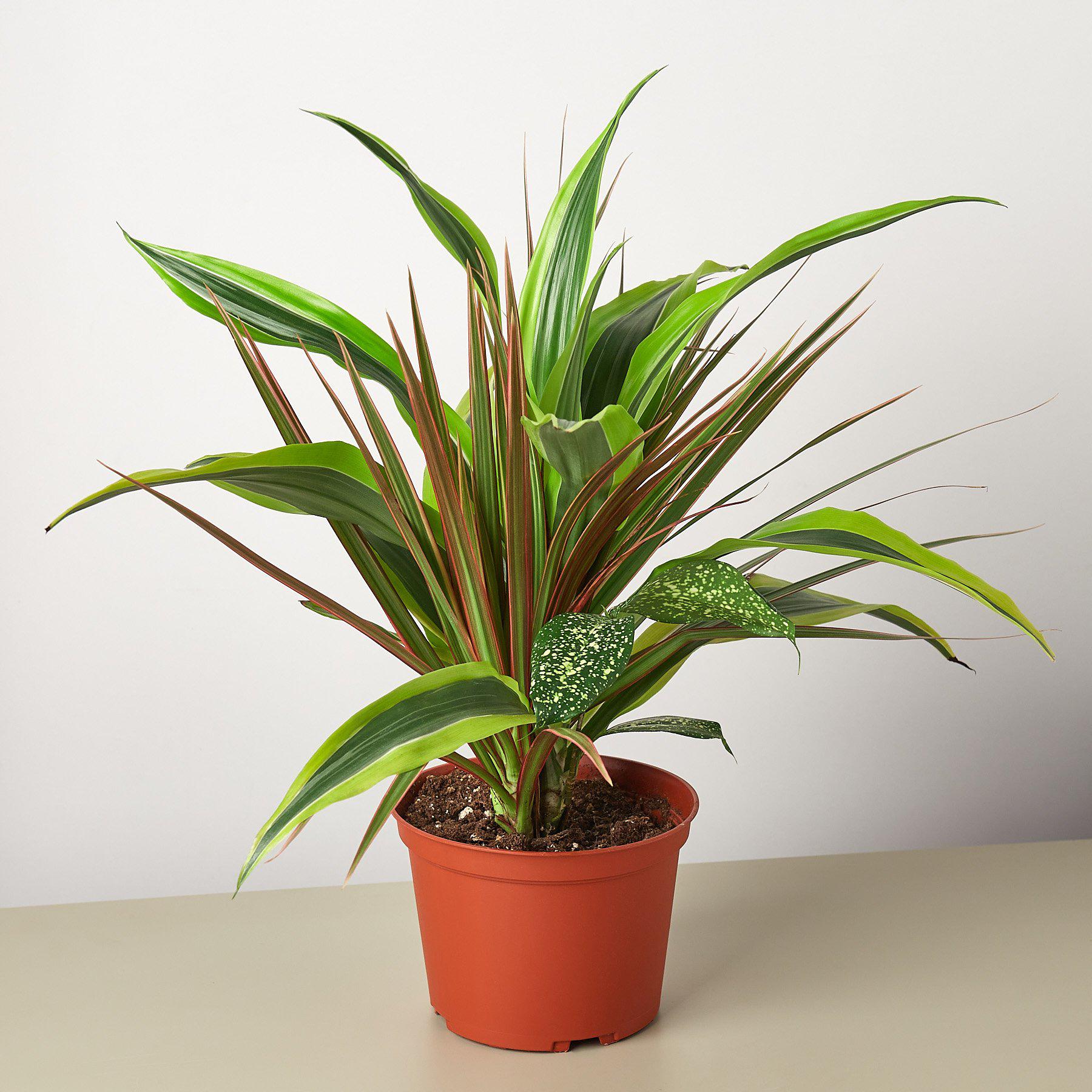 Dracaena 'Combo'-Indoor Plants-The Succulent Source