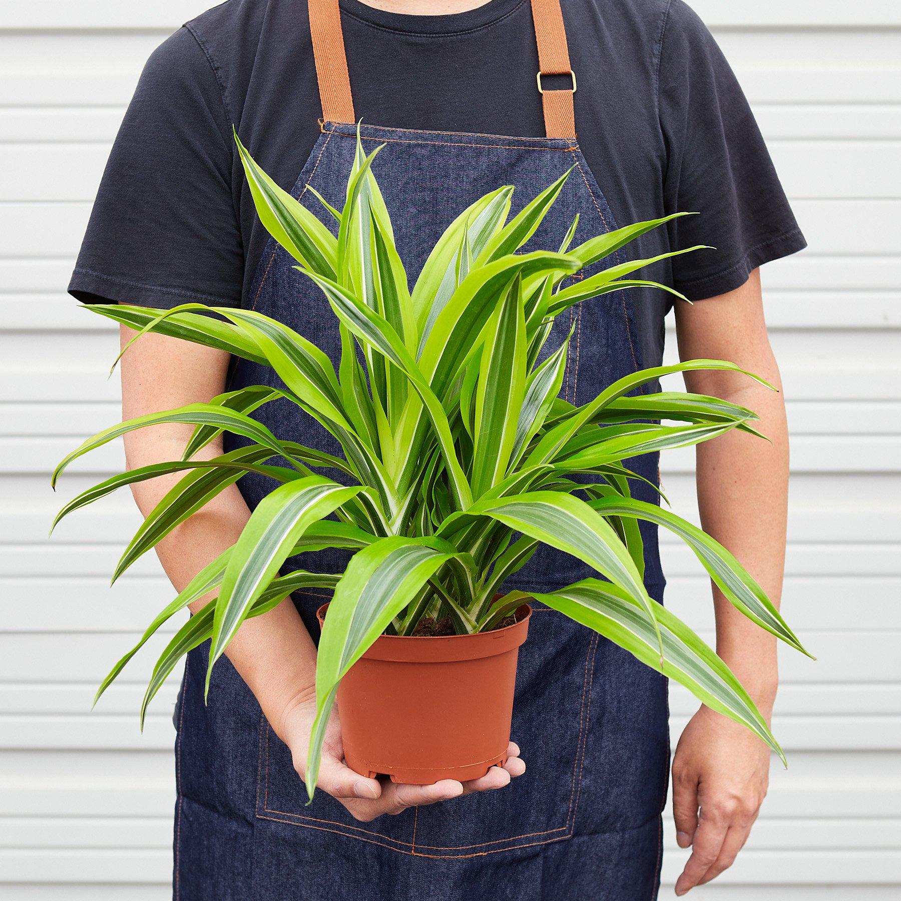 Dracaena Deremensis 'Lemon Lime'-Indoor Plants-The Succulent Source