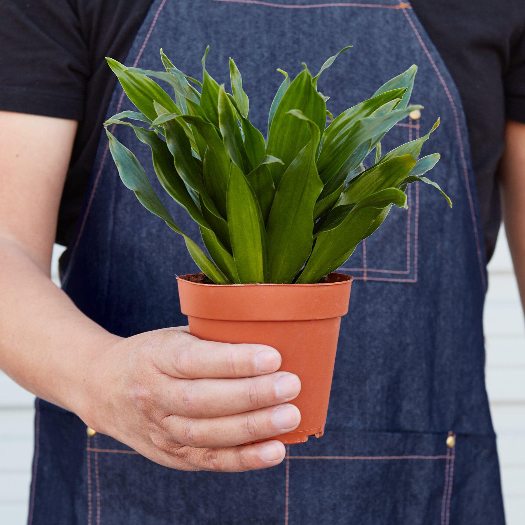 Dracaena 'Janet Craig'-Indoor Plants-The Succulent Source