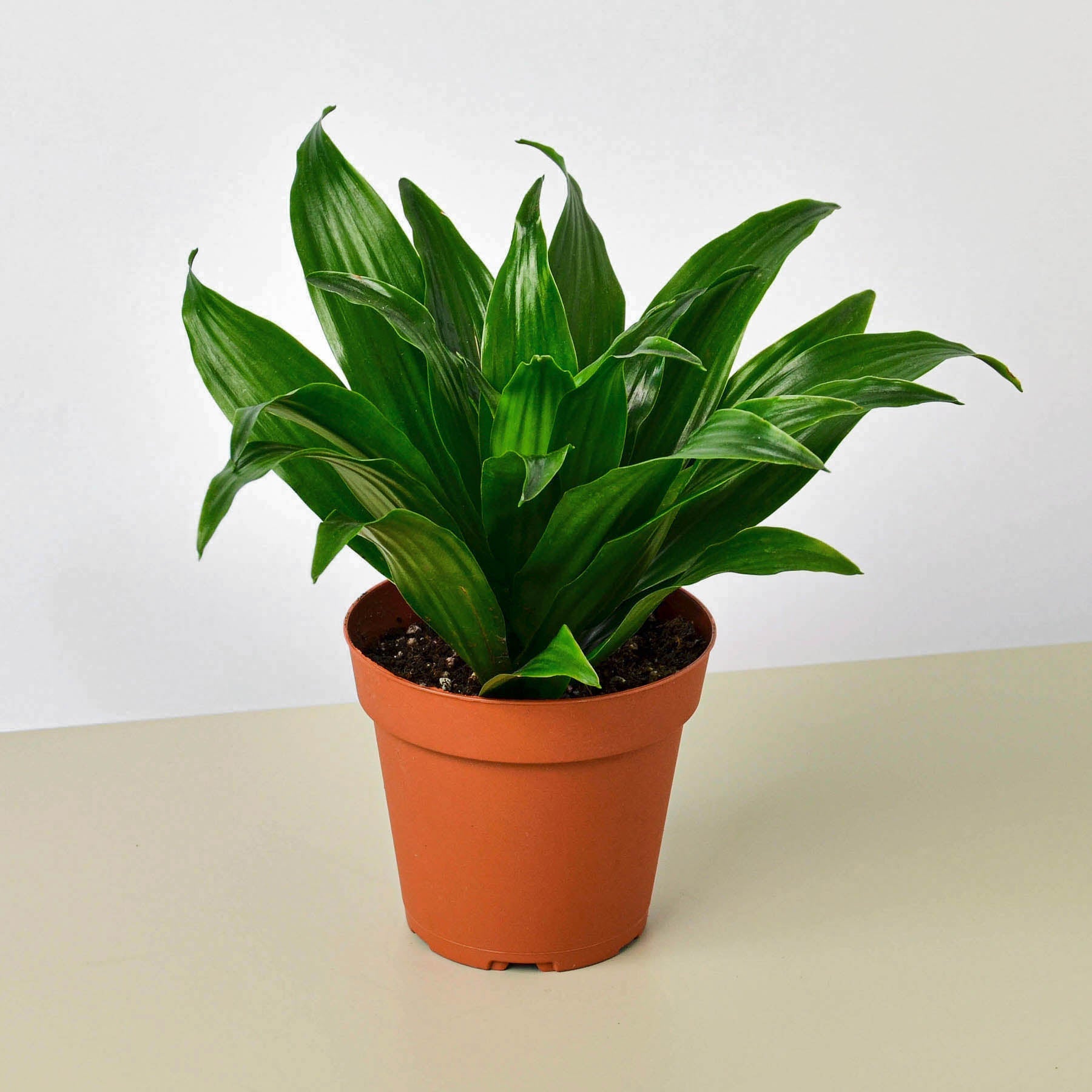 Dracaena 'Janet Craig'-Indoor Plants-The Succulent Source