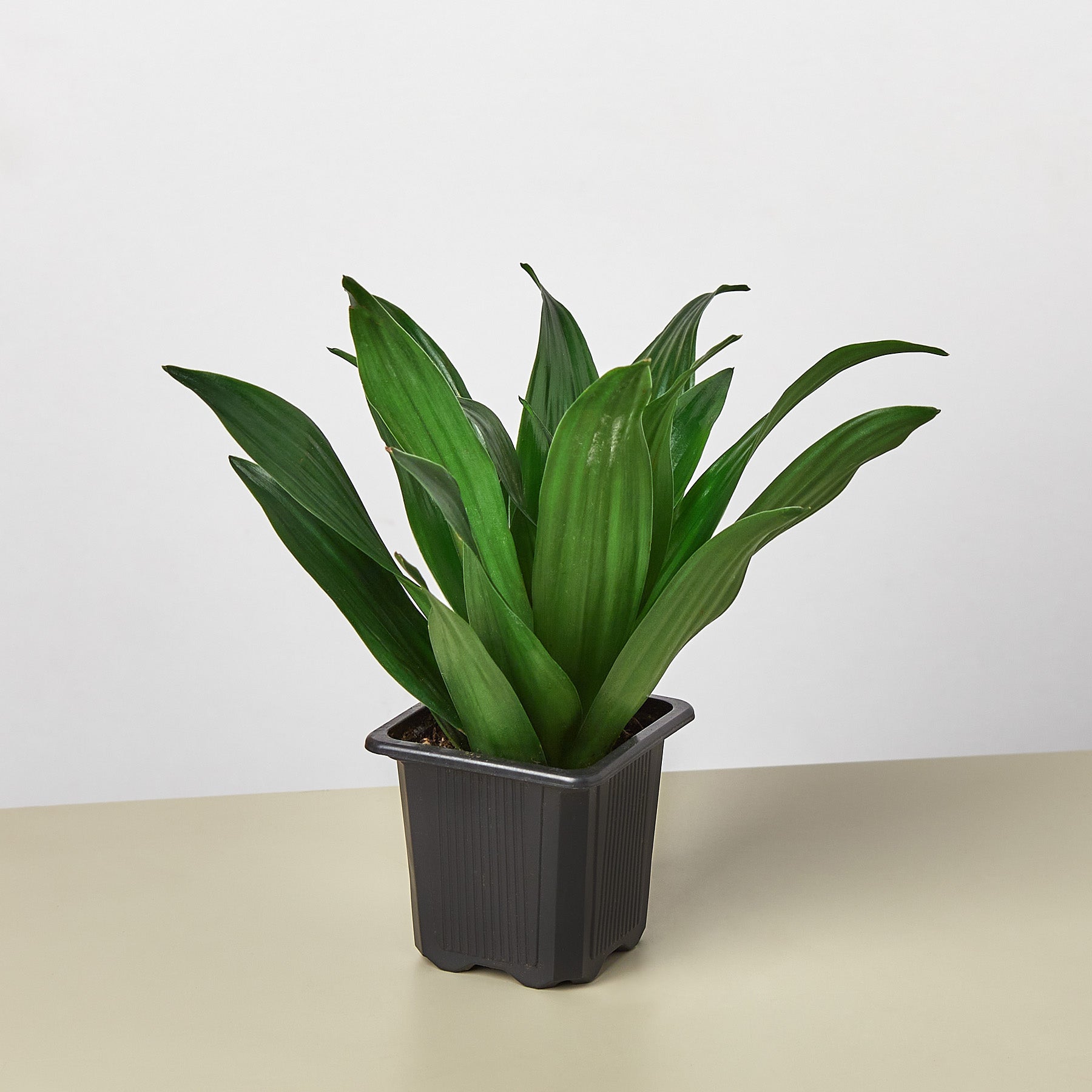 Dracaena 'Janet Craig'-Indoor Plants-The Succulent Source