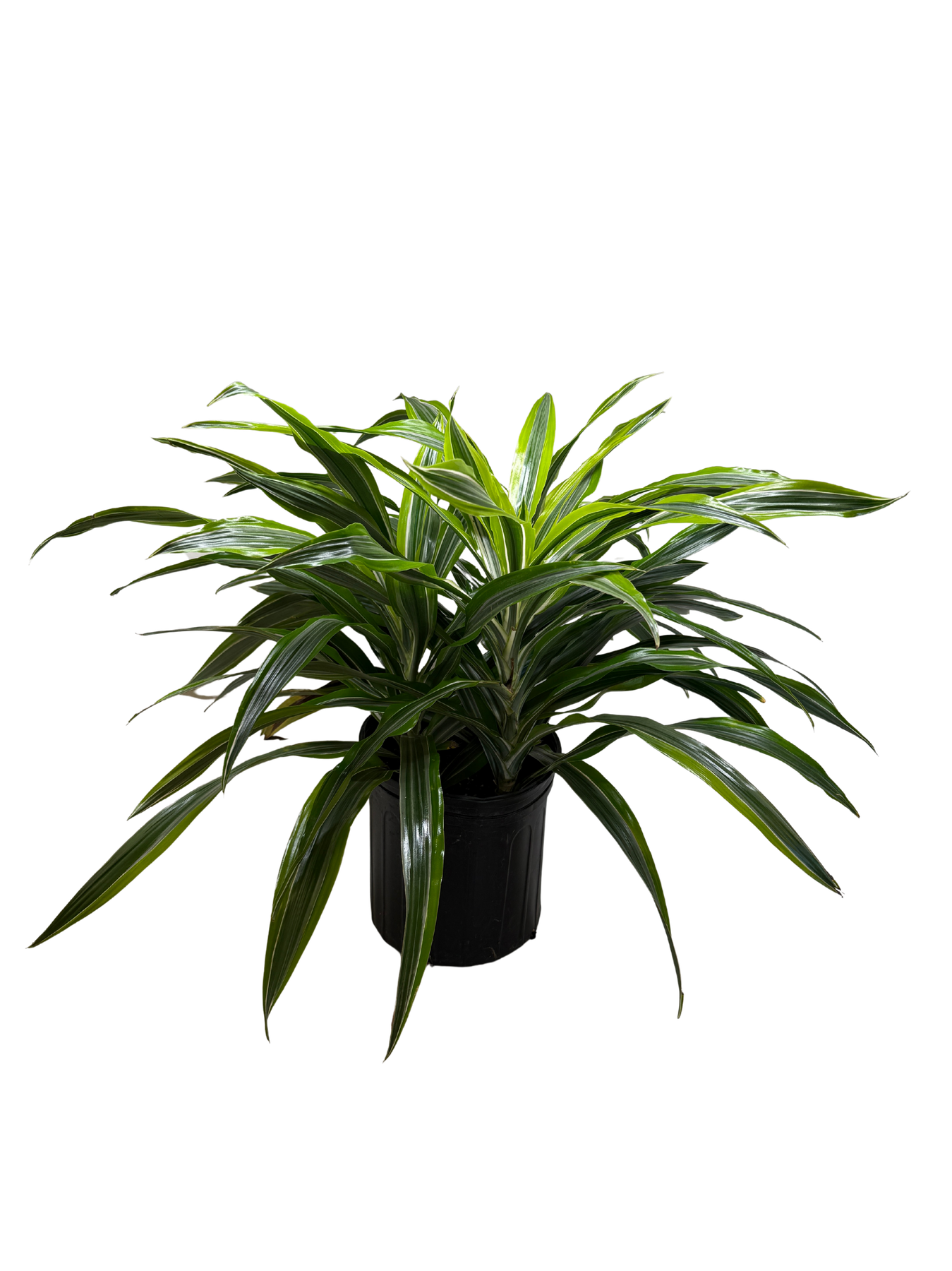 Dracaena 'Lemon Lime'-Indoor Plants-The Succulent Source