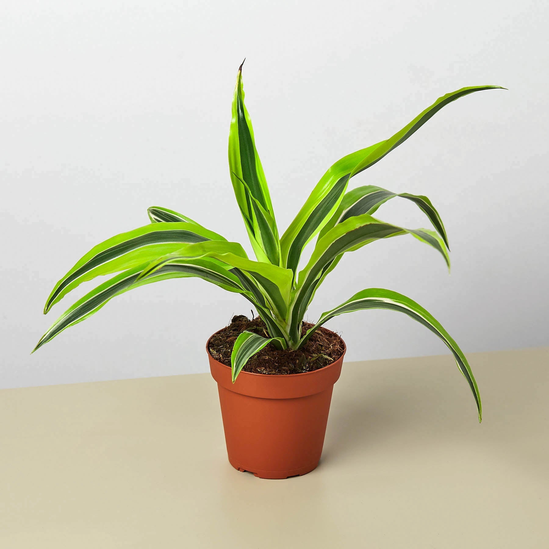 Dracaena Deremensis 'Lemon Lime'-Indoor Plants-The Succulent Source