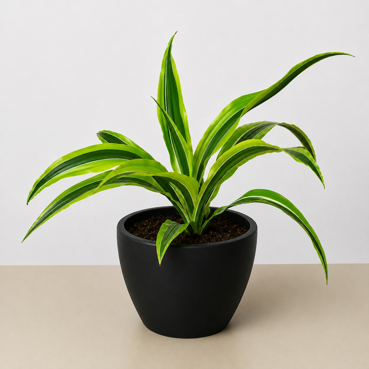 Dracaena 'Lemon Lime'-Indoor Plants-The Succulent Source