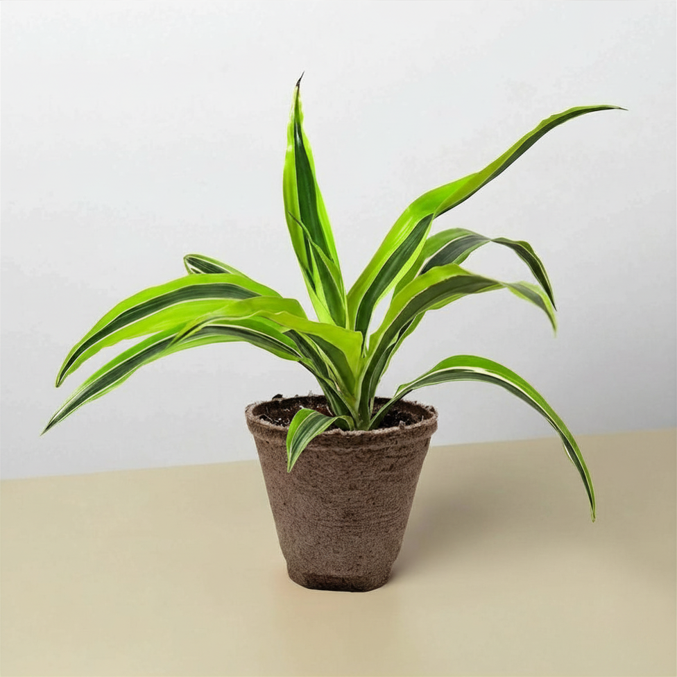 Dracaena 'Lemon Lime'-Indoor Plants-The Succulent Source