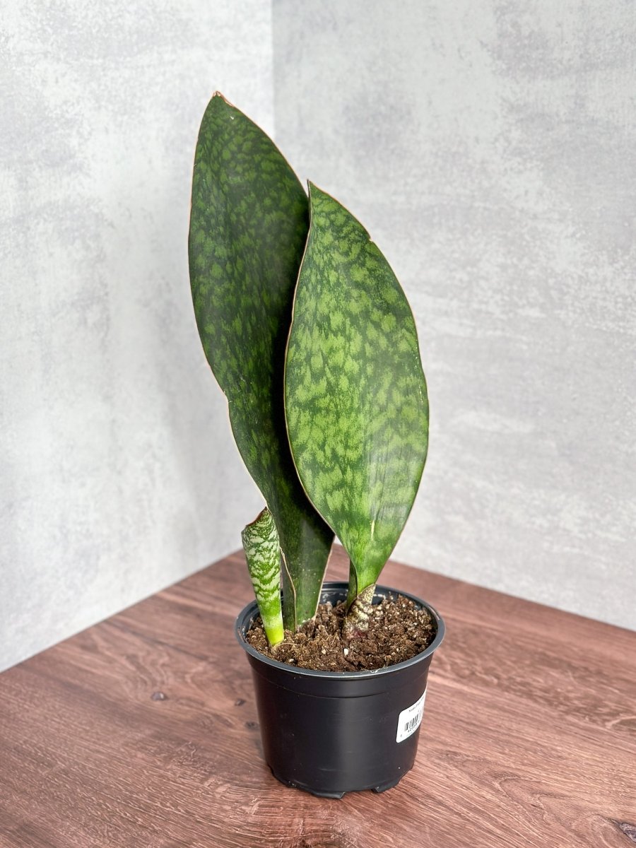 Dracaena Masoniana 'Whale Fin Snake Plant'-Potted Houseplants-The Succulent Source