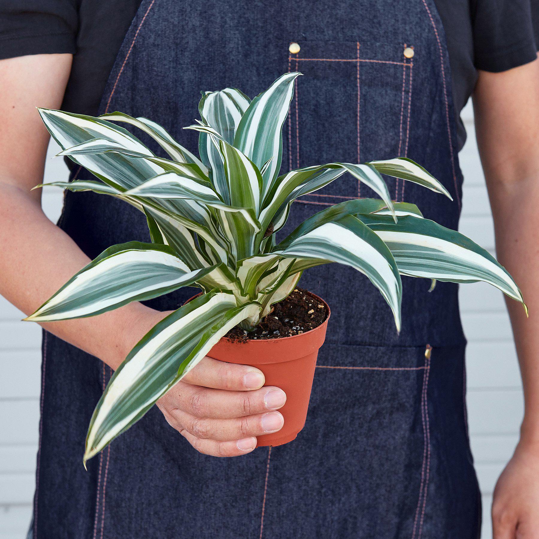 Dracaena Warneckii 'White Jewel'-Indoor Plants-The Succulent Source