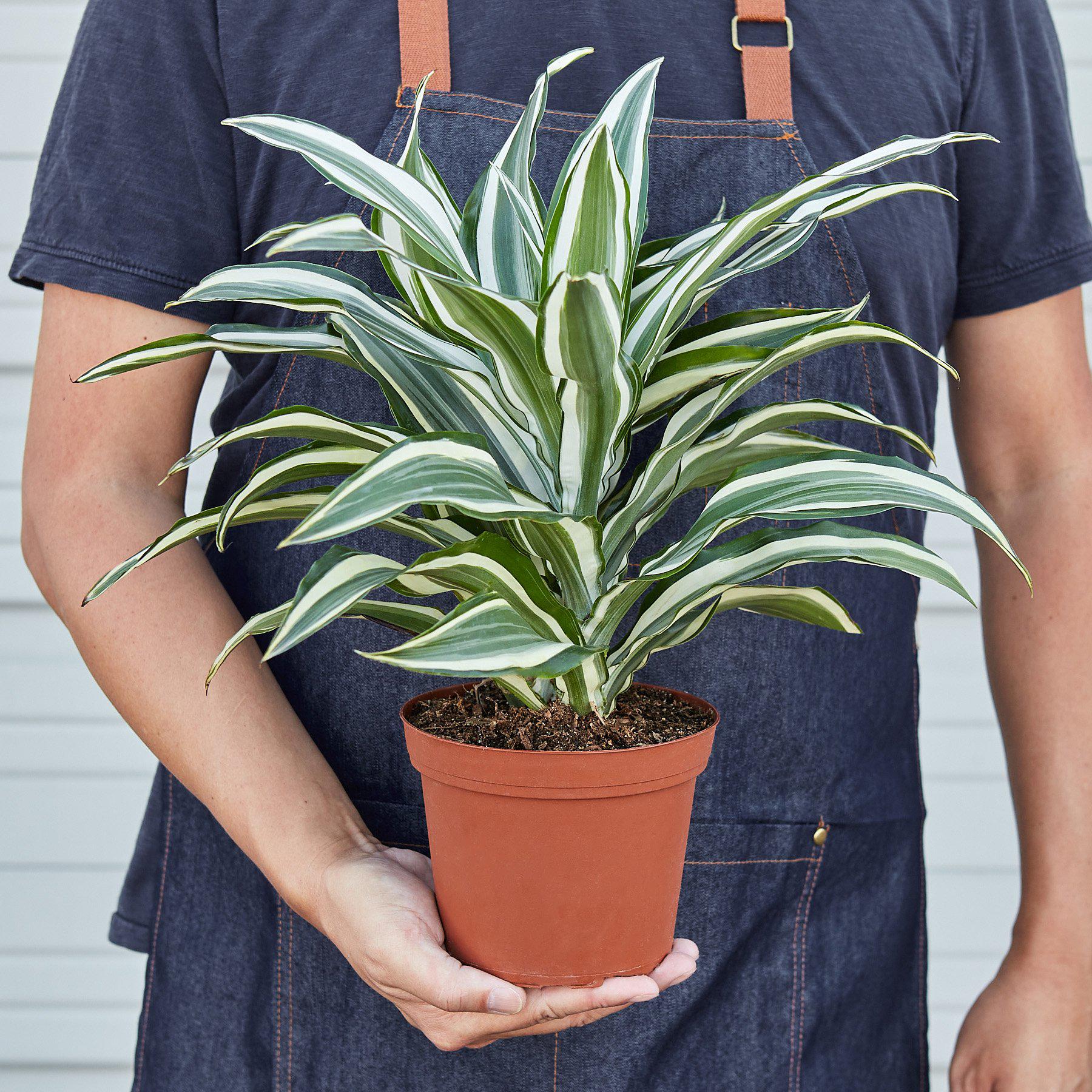 Dracaena Warneckii 'White Jewel'-Indoor Plants-The Succulent Source