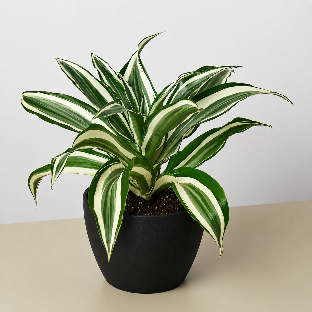 Dracaena Warneckii 'White Jewel'-Indoor Plants-The Succulent Source