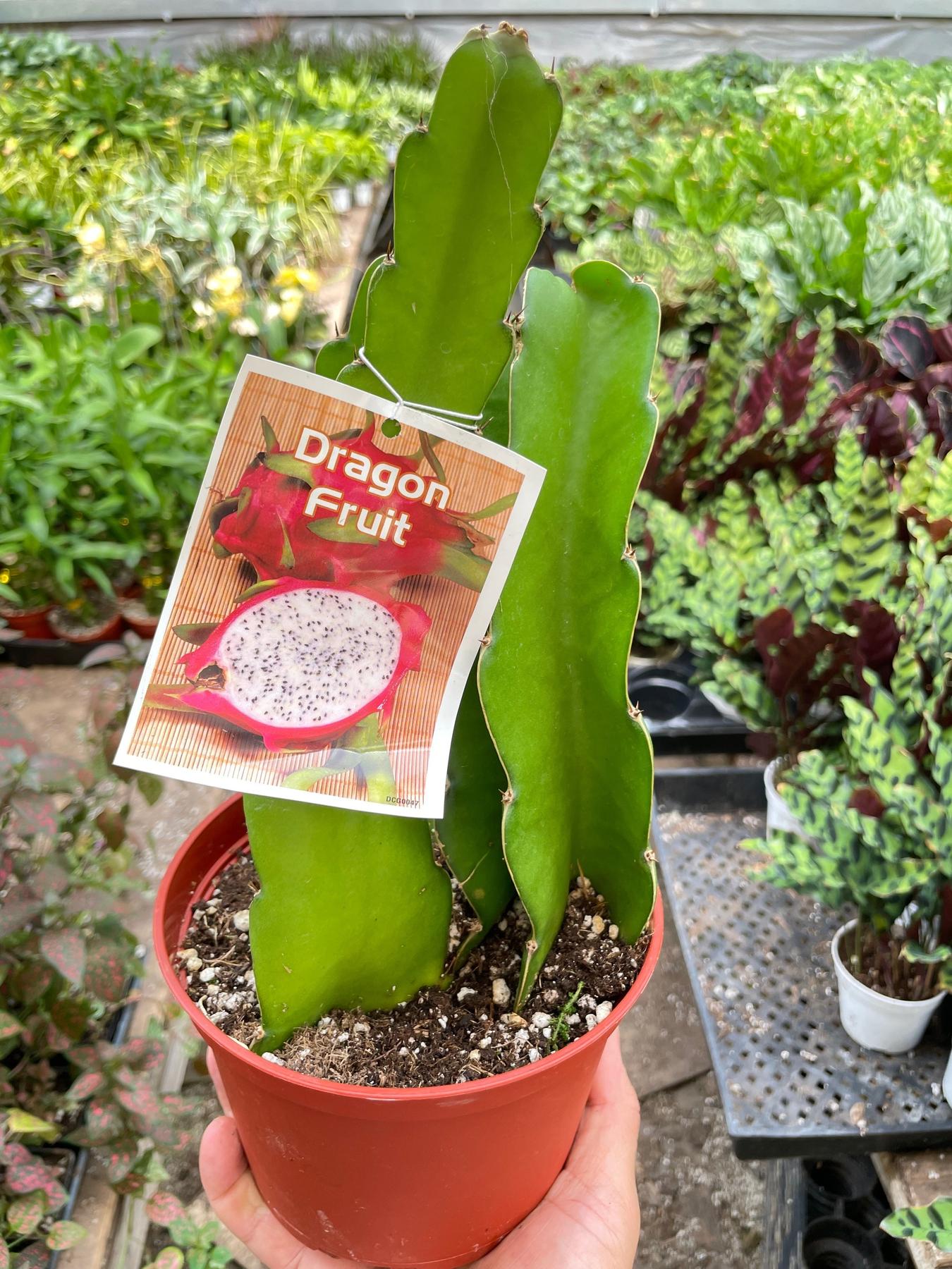 Dragon Fruit (Pitaya) - Thumbnail 2