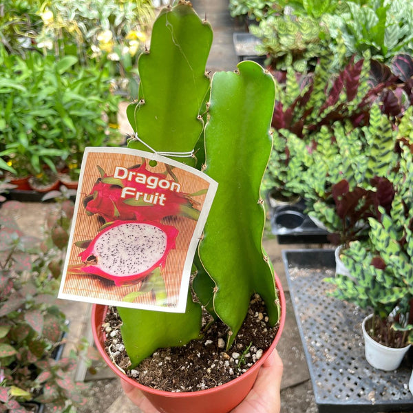 dragon fruit cactus soil Dragon Fruit (Pitaya)