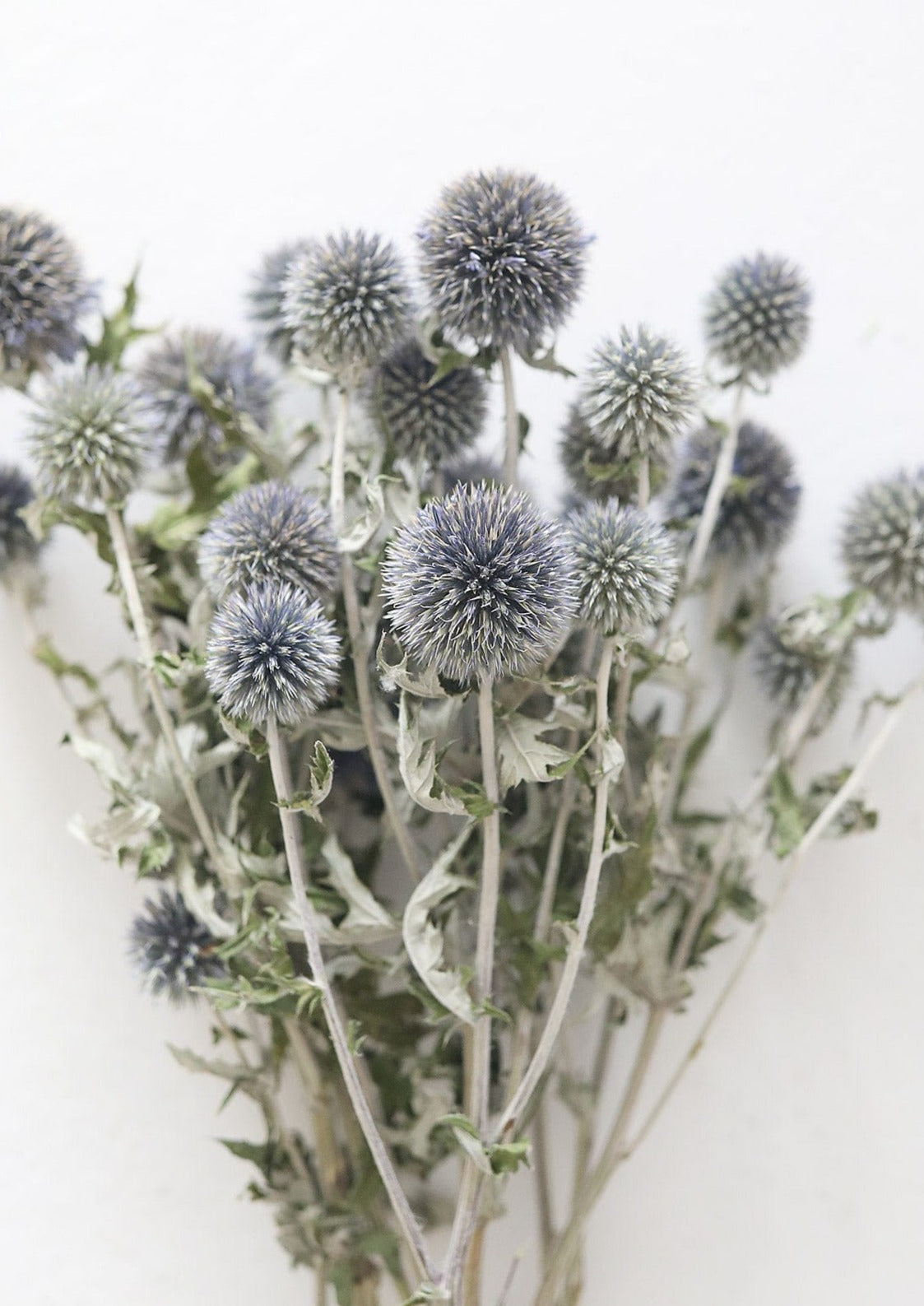 Blue Dried Echinops Globe Thistles - 16-22"