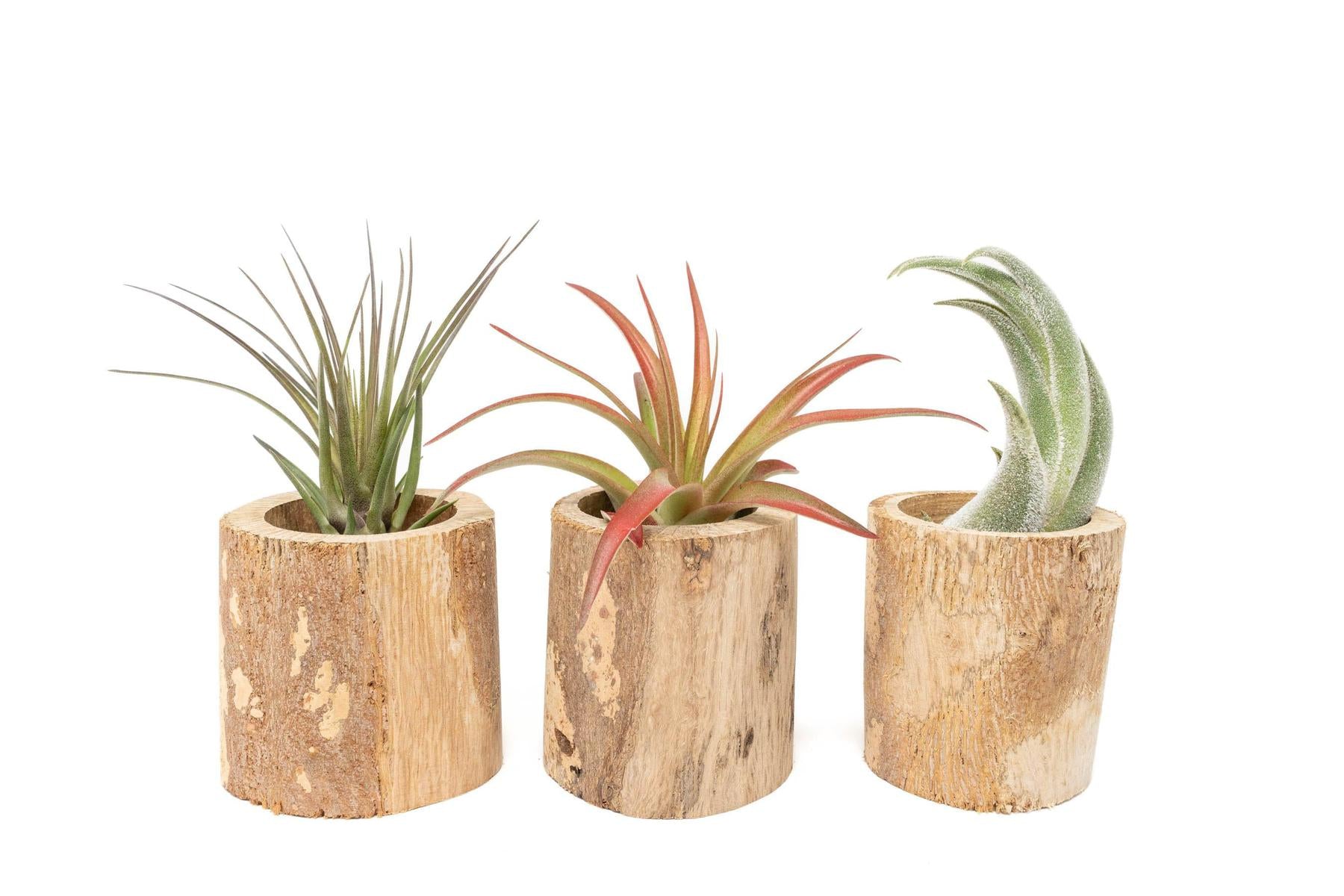 Driftwood Tillandsia Air Plant or Succulent Container-The Succulent Source