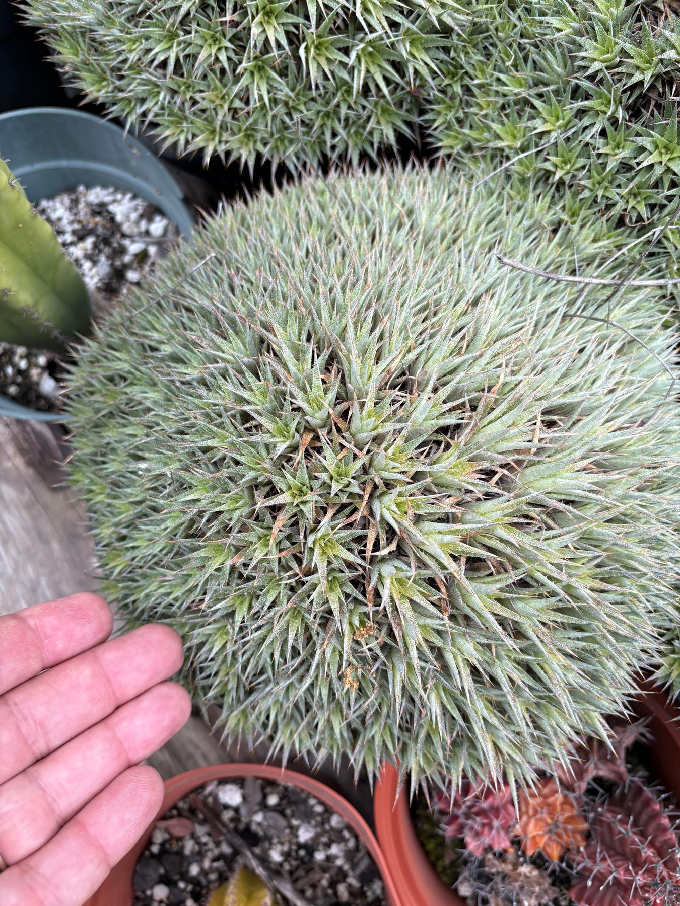 Dueterocohnia Brevifolia in 8" container-Succulent - Medium-The Succulent Source