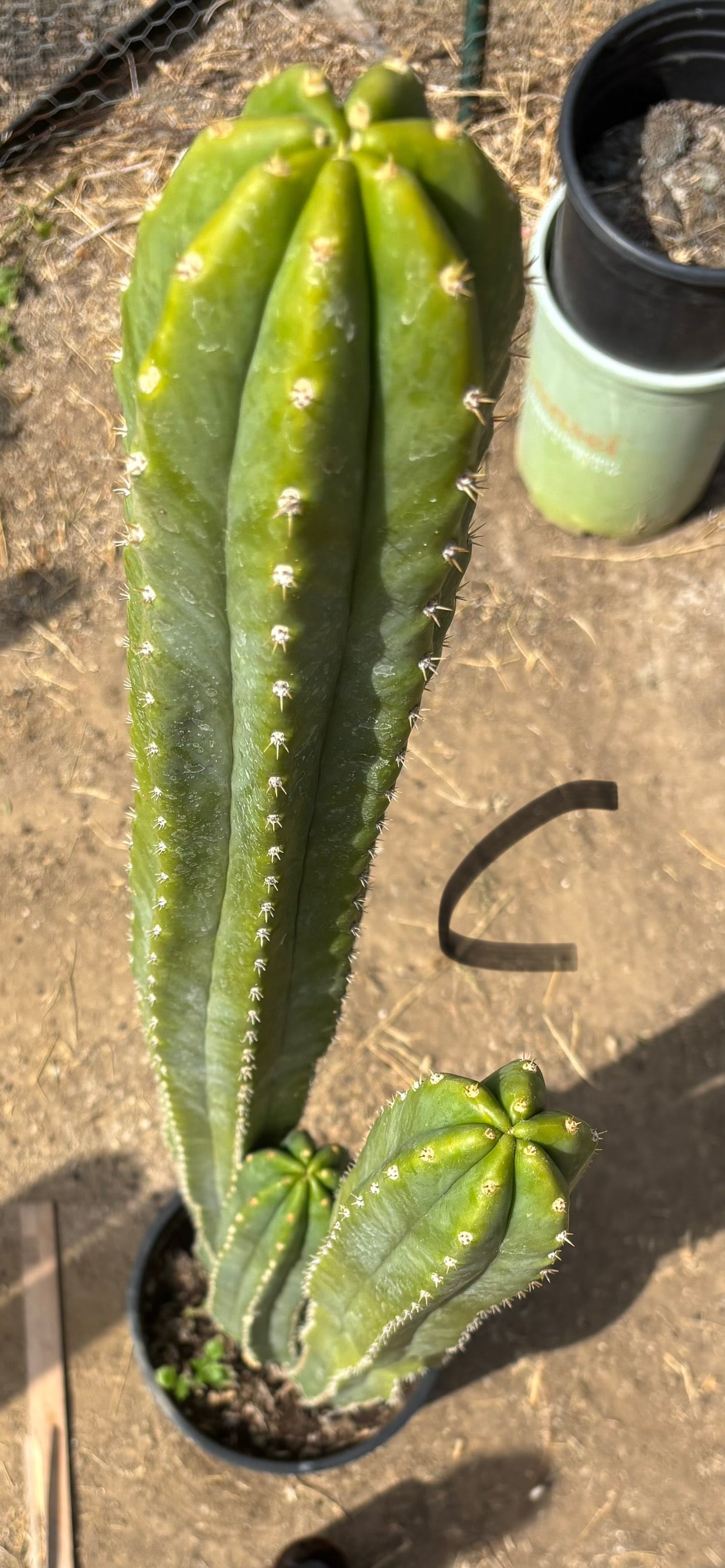 #EC125 EXACT GIANT Trichocereus Pachanoi PC Cactus Potted Specimens