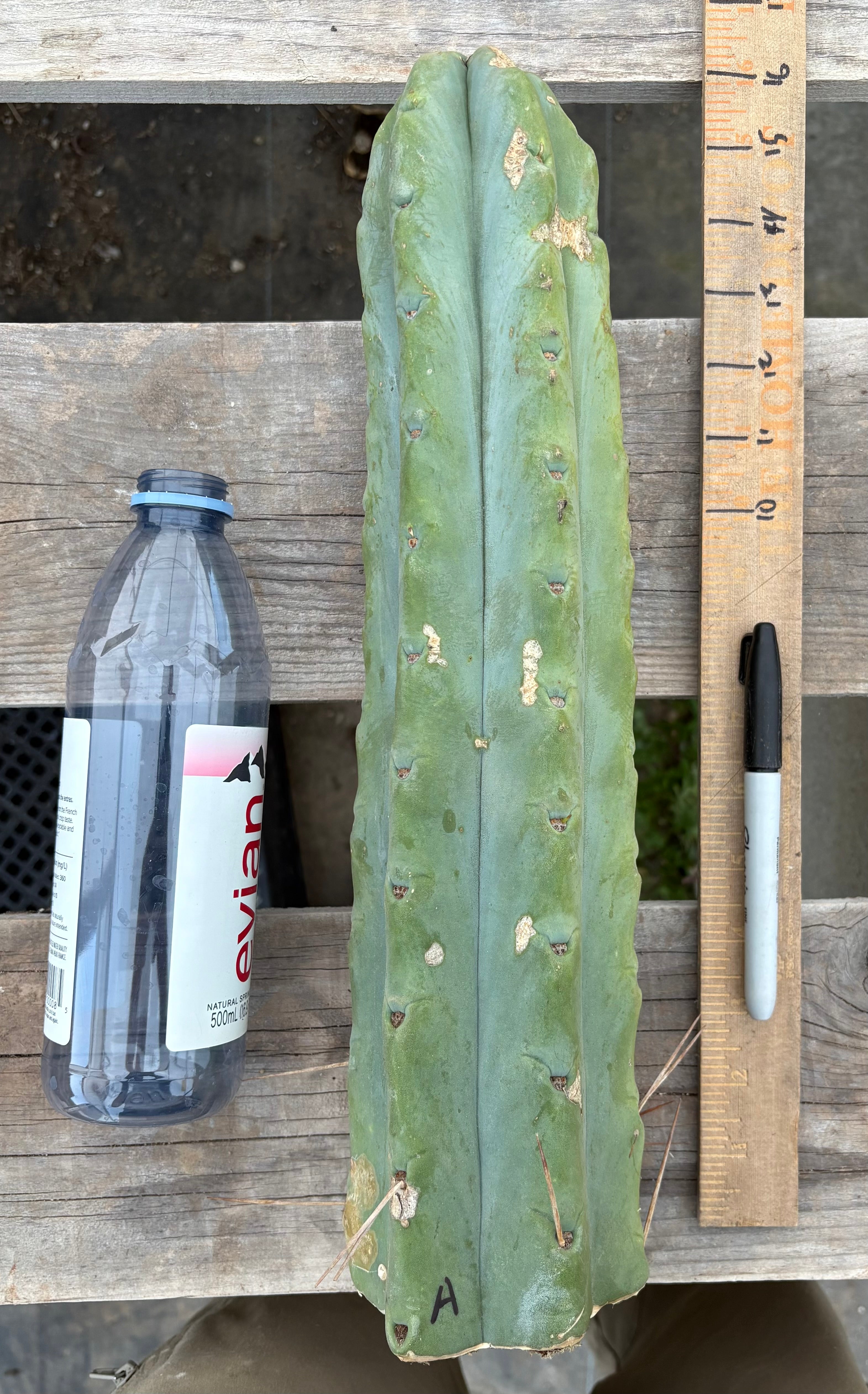 #EC153 EXACT Trichocereus Bridgesii Jiimz Twin Spine Cactus Cuttings