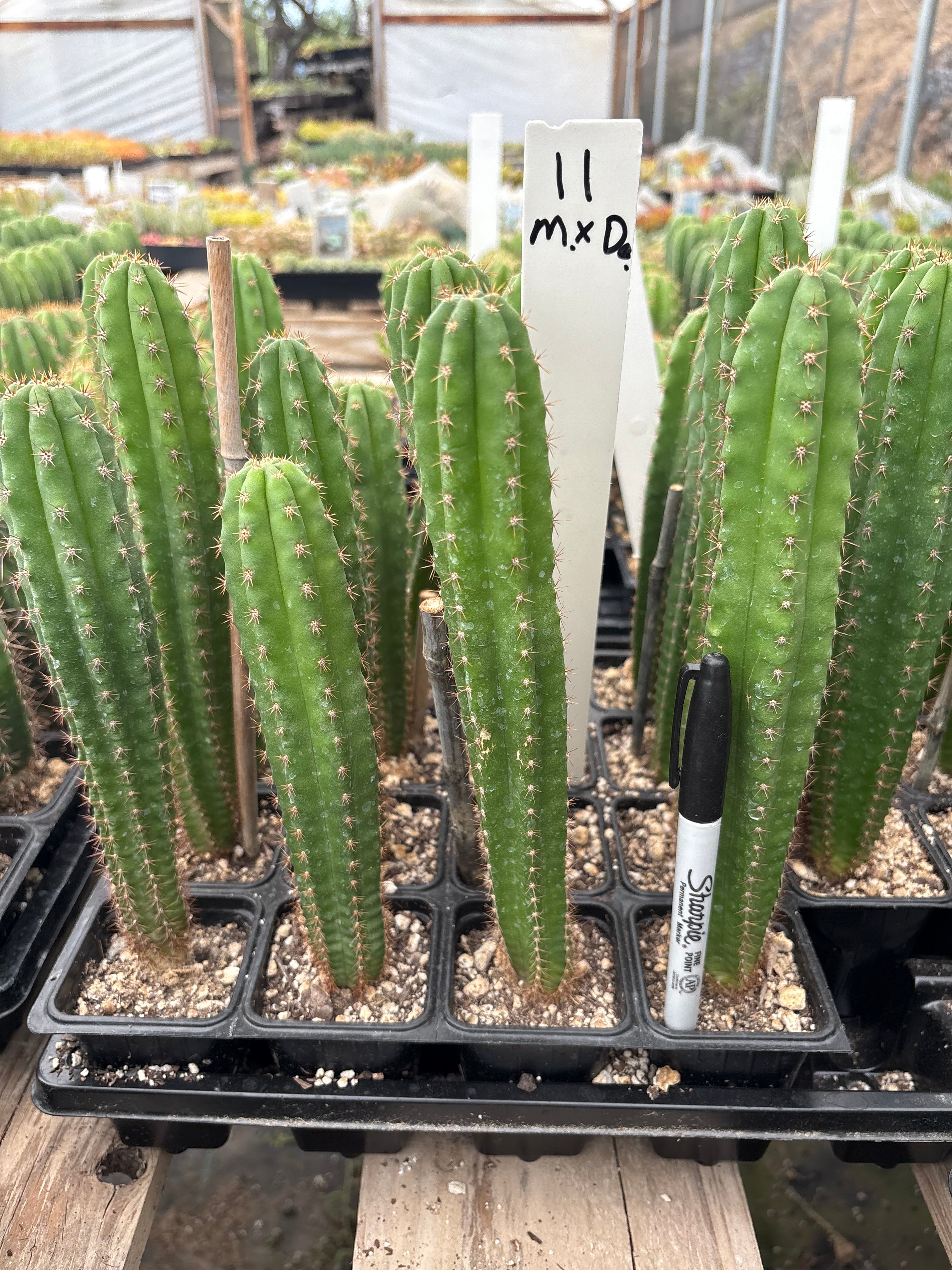 #EC225 Variety of Trichocereus Hybrid Cactus Bargain Potted Seedlings For Sale