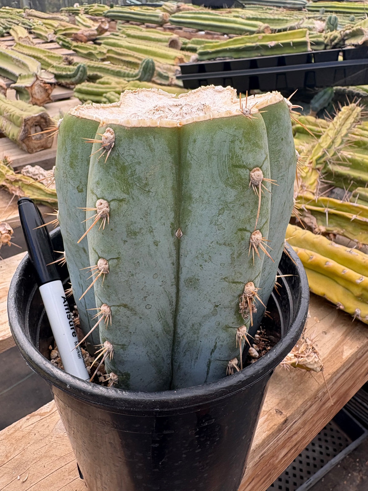 #EC100 EXACT Trichocereus Peruvianus TSSBP Chalk Spine Cactus Mid Potted