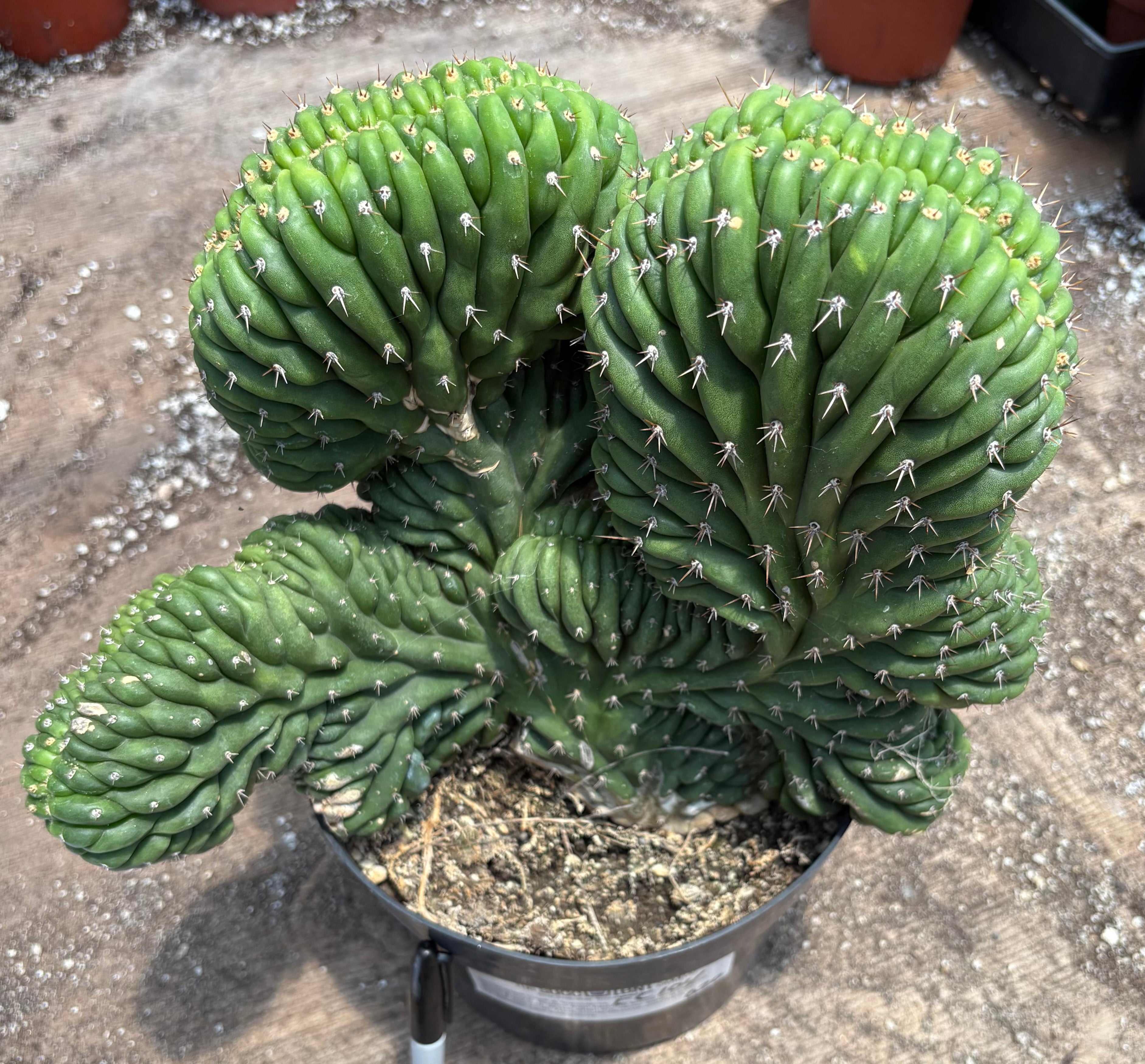 #EC104 EXACT Trichocereus  Pachanoi Crested Cactus