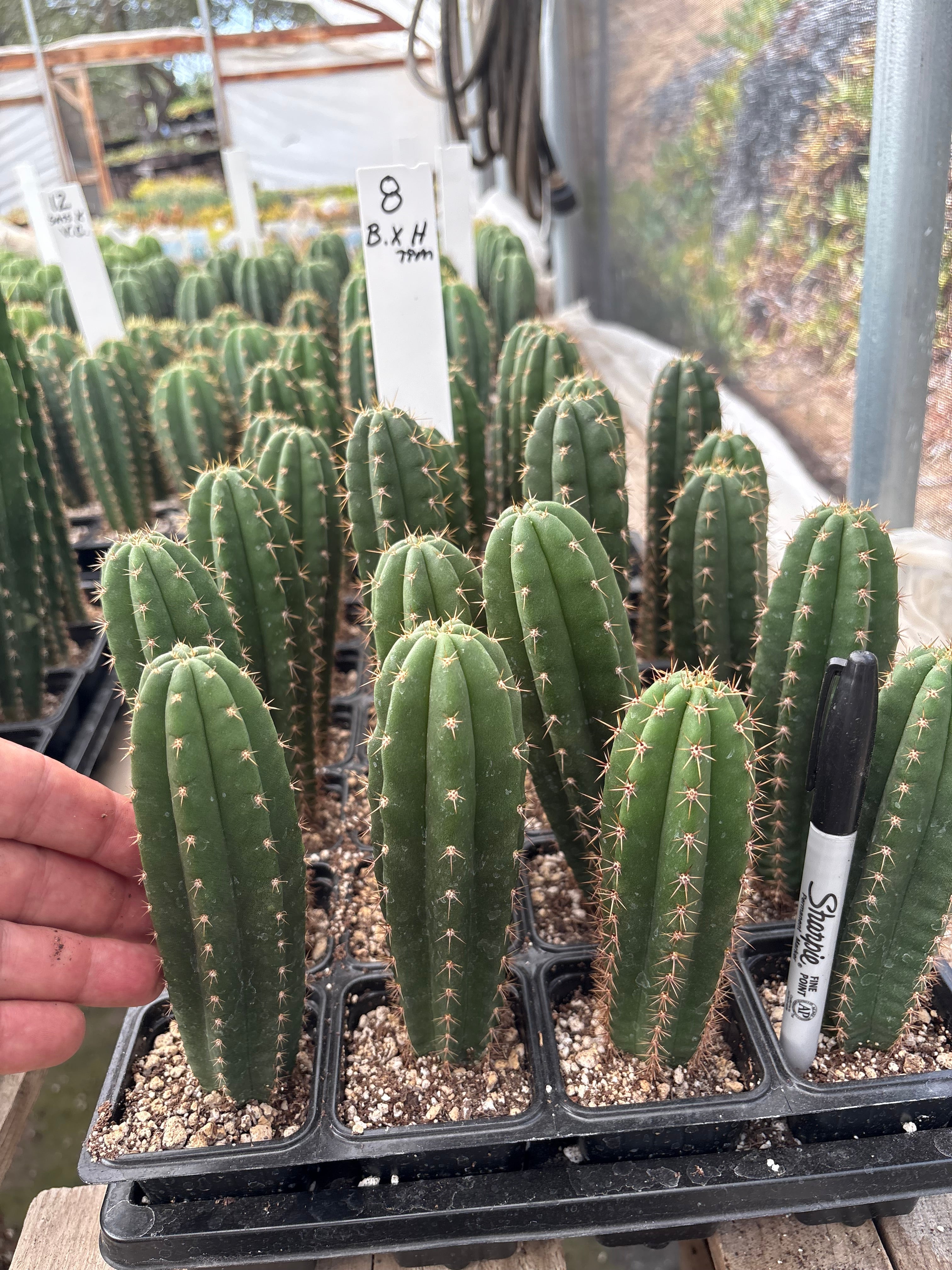 #EC225 Variety of Trichocereus Hybrid Cactus Bargain Potted Seedlings For Sale