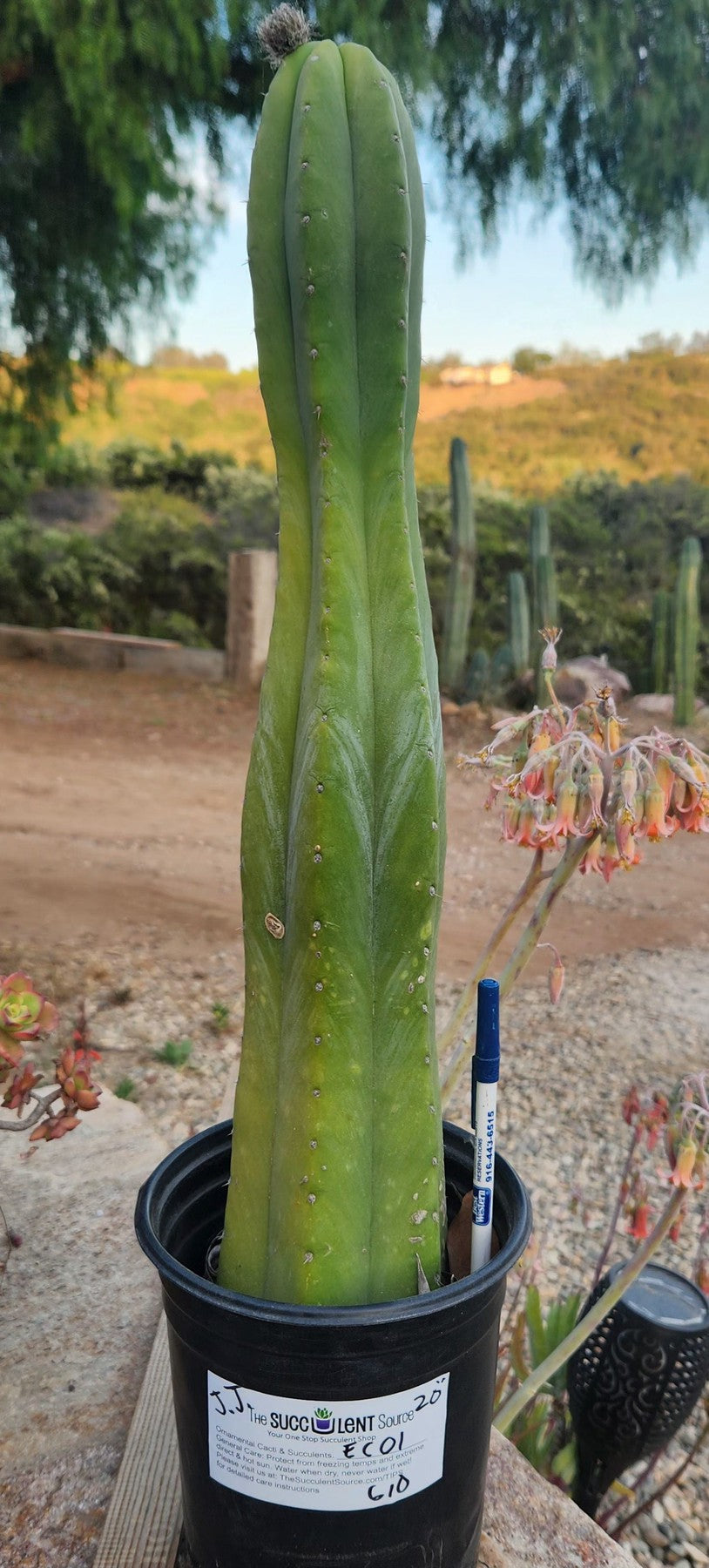 #EC01 EXACT Trichocereus Pachanoi Jiimz Juul Cactus 20"-Cactus - Large - Exact-The Succulent Source