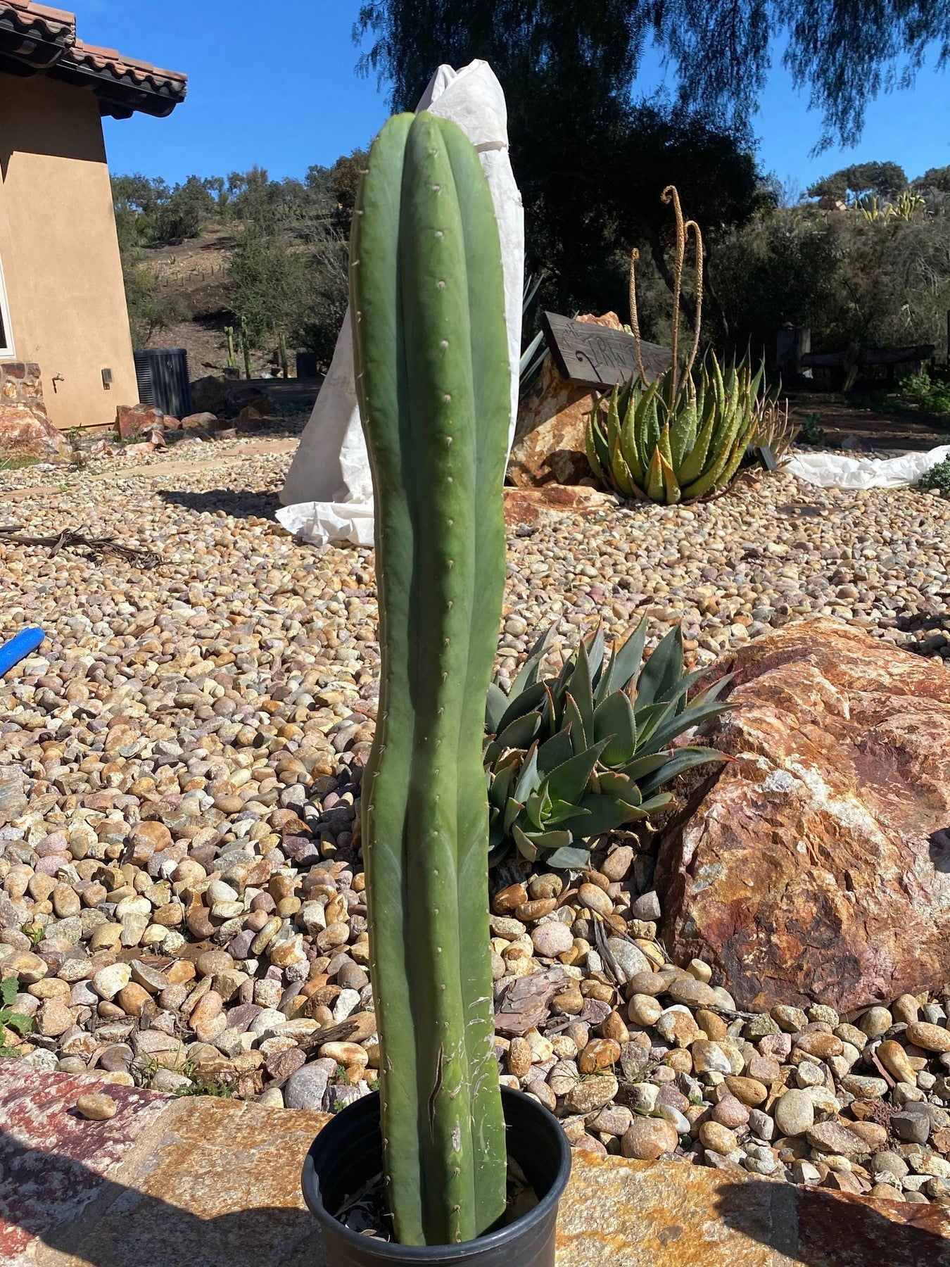 #EC01 EXACT Trichocereus Pachanoi Jiimz Juul Cactus 25.5-Cactus - Large - Exact-The Succulent Source