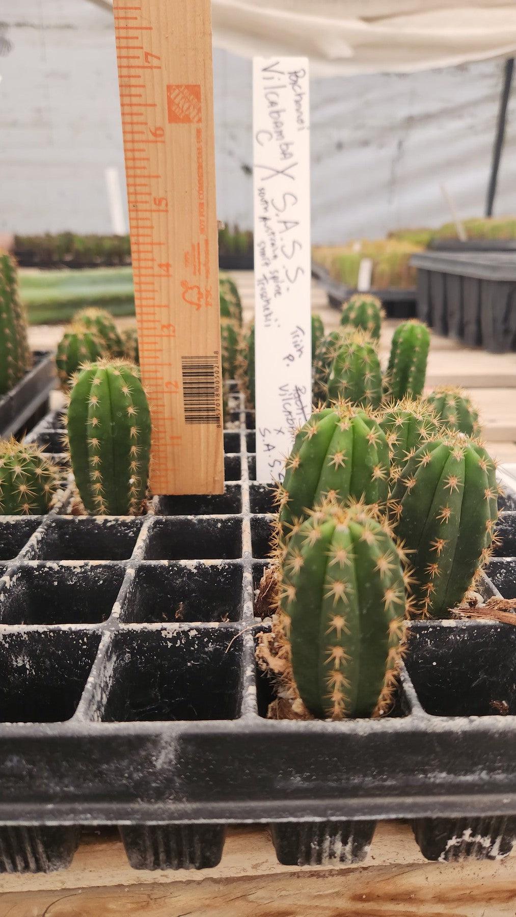 #EC01 EXACT Trichocereus Pachanoi Vilcabamba C X SASS Terschekii Cactus Seedling 2-3"-Cactus - Large - Exact-The Succulent Source