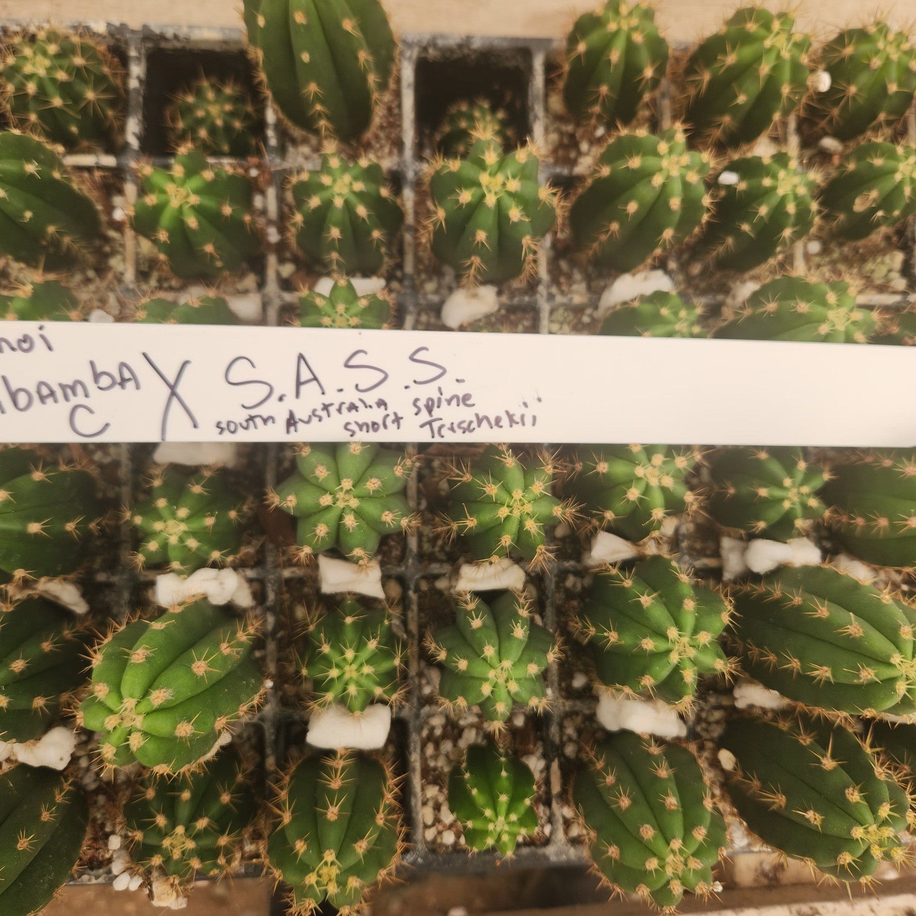 #EC01 EXACT Trichocereus Pachanoi Vilcabamba C X SASS Terschekii Cactus Seedling 2-3"-Cactus - Large - Exact-The Succulent Source