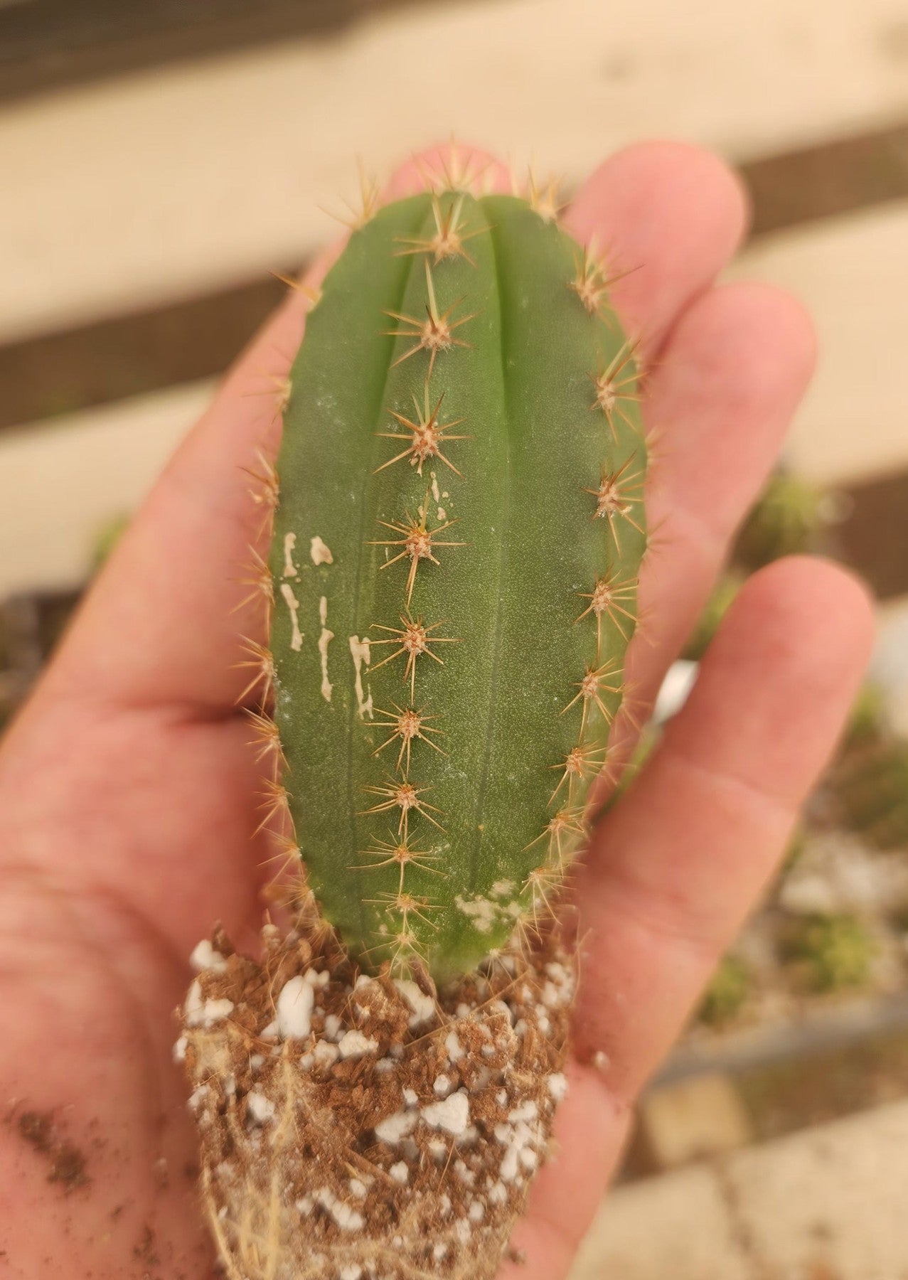 #EC01 EXACT Trichocereus Pachanoi Vilcabamba C X SASS Terschekii Cactus Seedling 2-3"-Cactus - Large - Exact-The Succulent Source