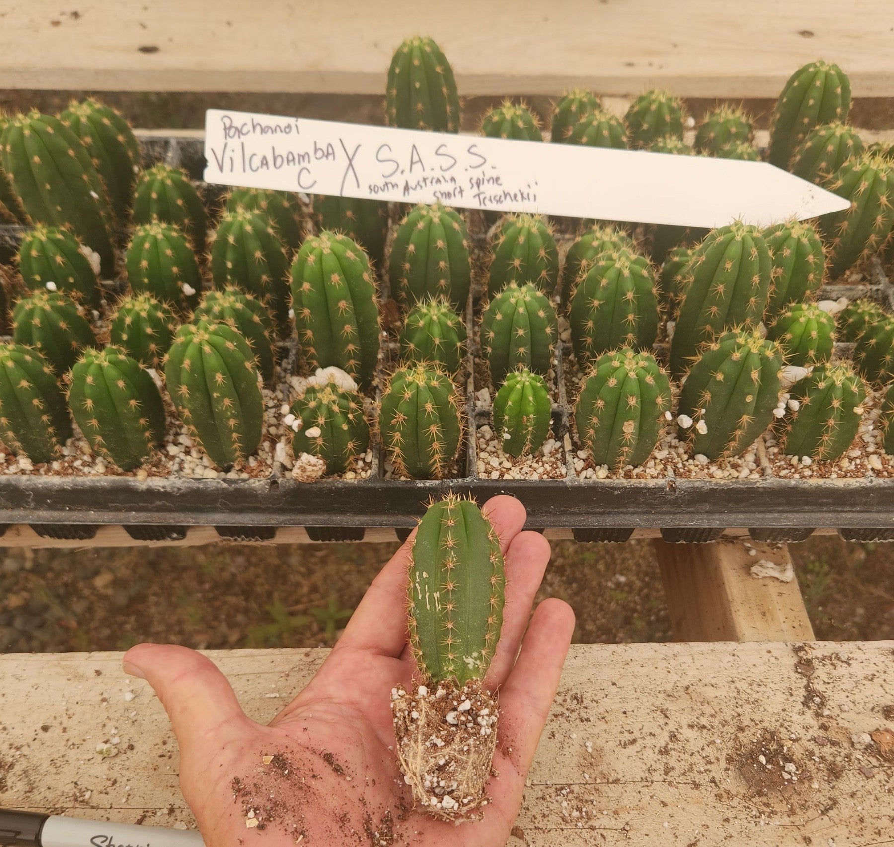 #EC01 EXACT Trichocereus Pachanoi Vilcabamba C X SASS Terschekii Cactus Seedling 2-3"-Cactus - Large - Exact-The Succulent Source