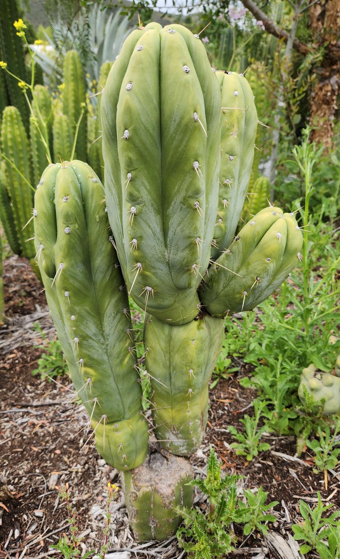 #EC02 EXACT Trichocereus Huanucoensis Jiimz Big Mac P7 Cactus CUTTING 10"-Cactus - Large - Exact-The Succulent Source