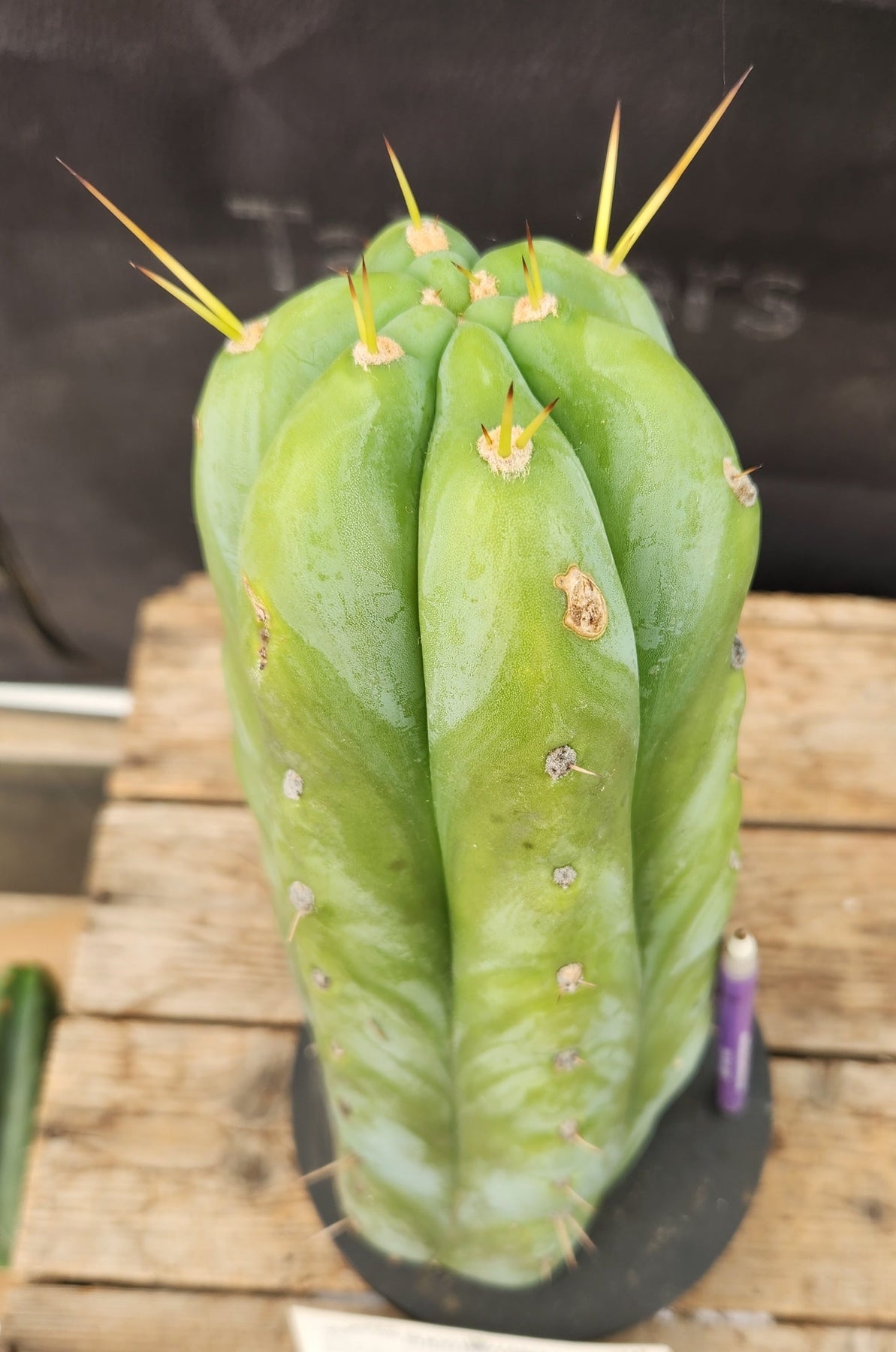 #EC02 EXACT Trichocereus Huanucoensis Jiimz Big Mac P7 Cactus CUTTING 11"-Cactus - Large - Exact-The Succulent Source