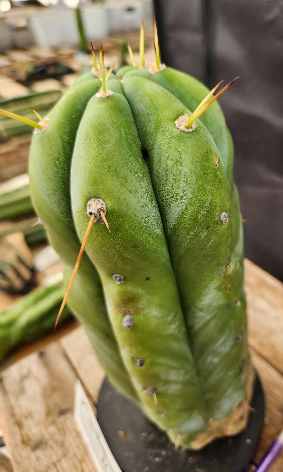 #EC02 EXACT Trichocereus Huanucoensis Jiimz Big Mac P7 Cactus CUTTING 11"-Cactus - Large - Exact-The Succulent Source