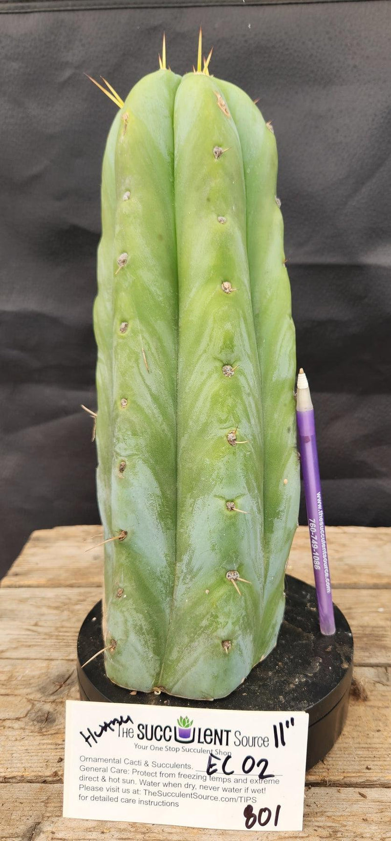 #EC02 EXACT Trichocereus Huanucoensis Jiimz Big Mac P7 Cactus CUTTING 11"