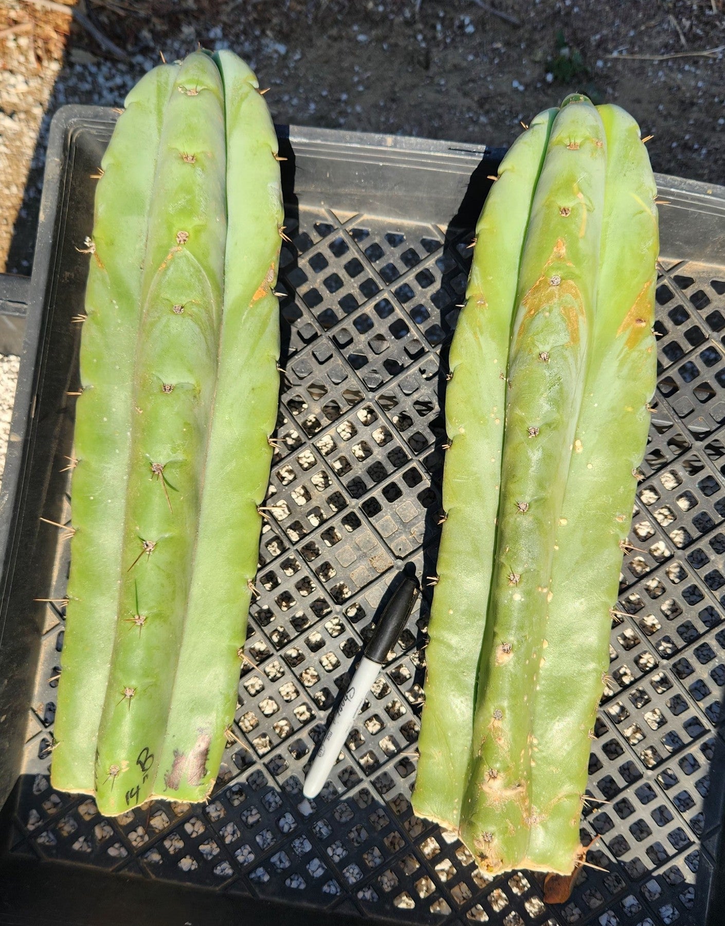 #EC02 EXACT Trichocereus Huanucoensis VOLTA Cactus CUTTING 14"-Cactus - Large - Exact-The Succulent Source