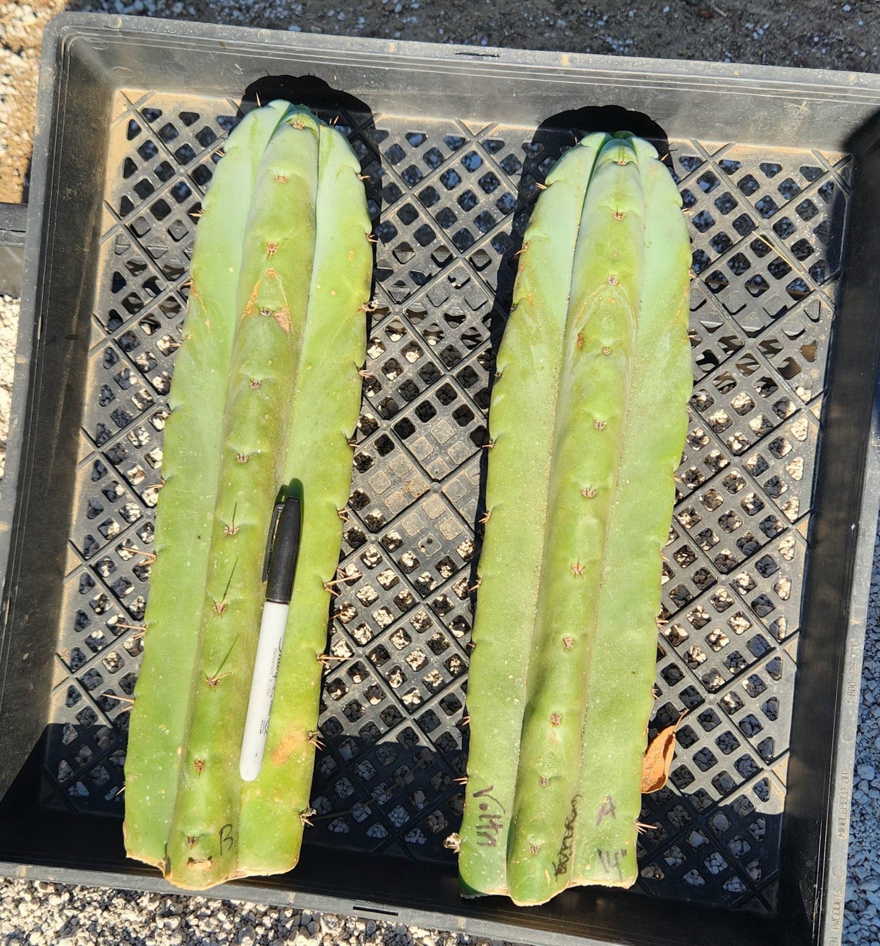 #EC02 EXACT Trichocereus Huanucoensis VOLTA Cactus CUTTING 14"-Cactus - Large - Exact-The Succulent Source