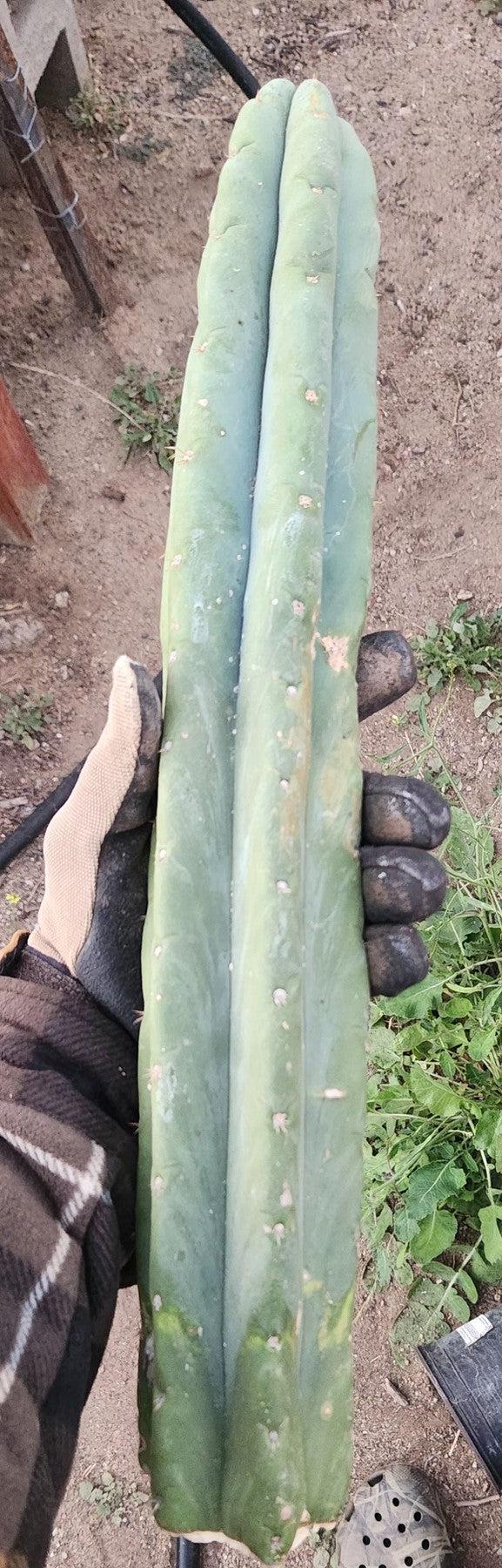 #EC02 EXACT Trichocereus Huanucoensis VOLTA Cactus CUTTING 19"-Cactus - Large - Exact-The Succulent Source