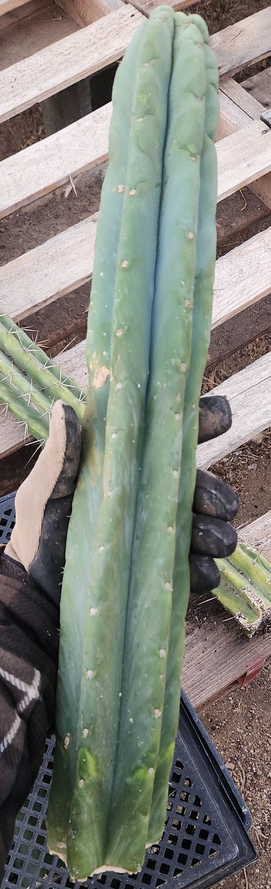 #EC02 EXACT Trichocereus Huanucoensis VOLTA Cactus CUTTING 19"-Cactus - Large - Exact-The Succulent Source