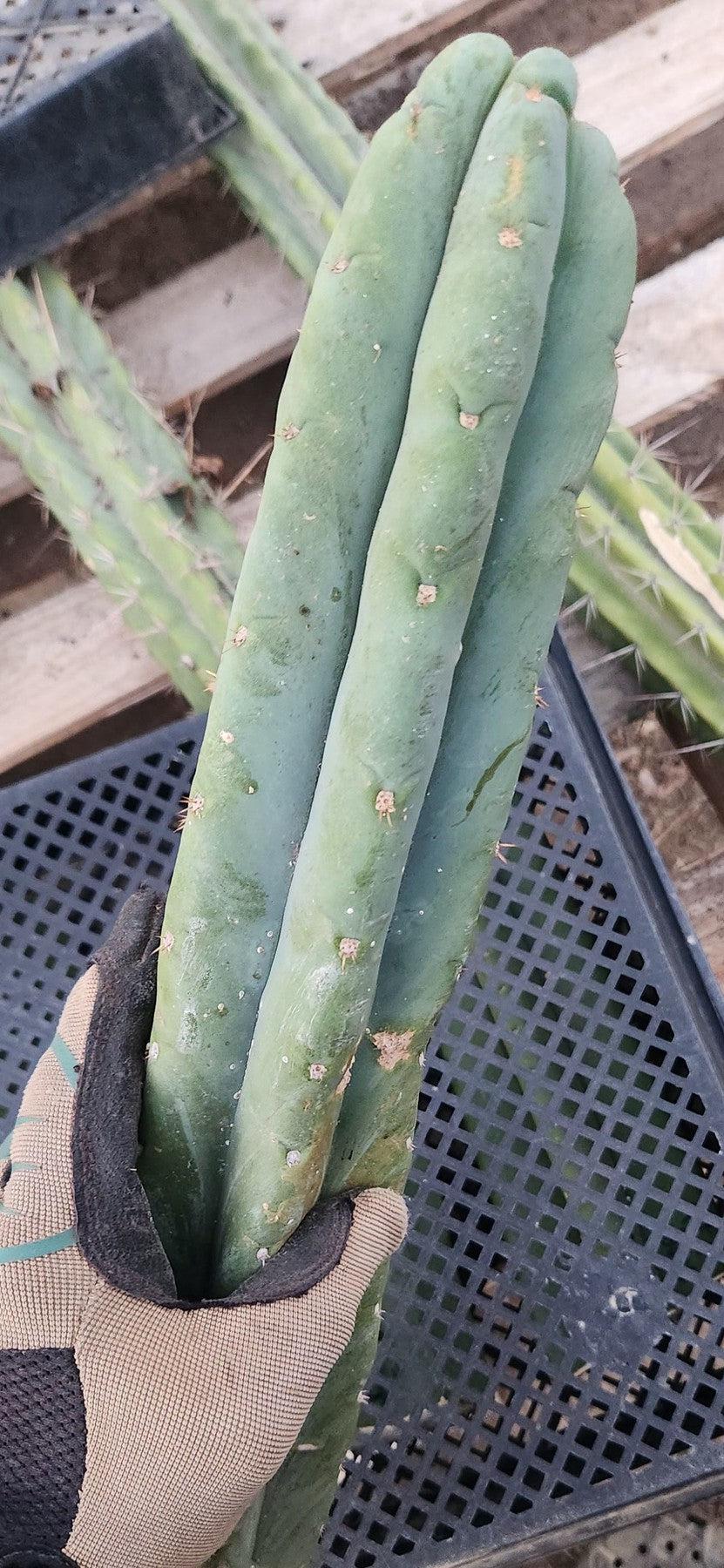 #EC02 EXACT Trichocereus Huanucoensis VOLTA Cactus CUTTING 19"-Cactus - Large - Exact-The Succulent Source