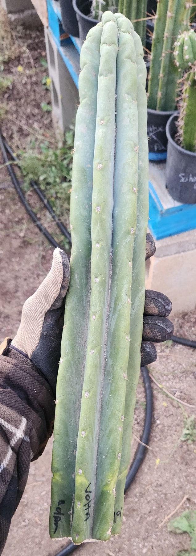 #EC02 EXACT Trichocereus Huanucoensis VOLTA Cactus CUTTING 19"-Cactus - Large - Exact-The Succulent Source