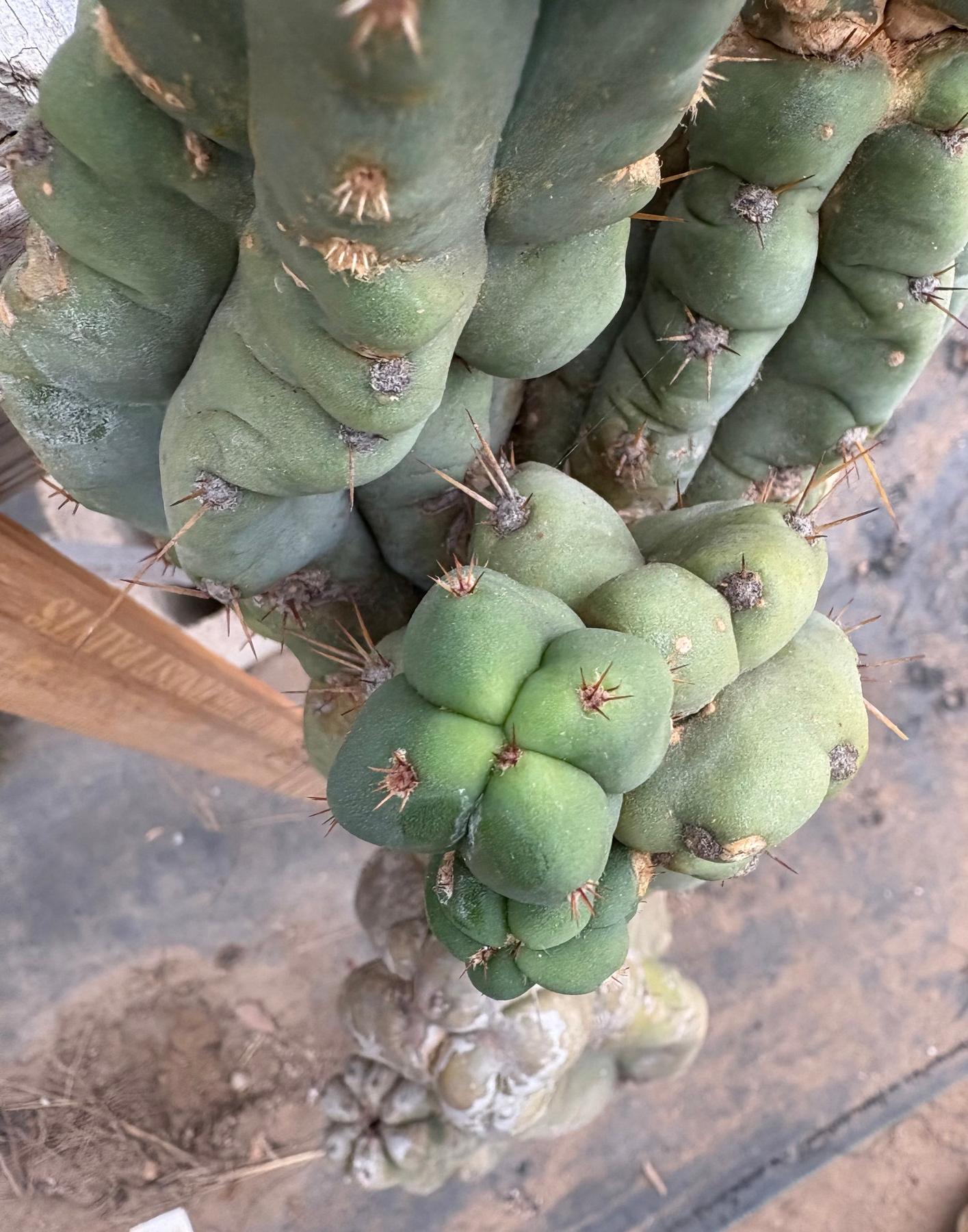 #EC02 EXACT Trichocereus Jiimz Huanucoensis Cactus CUTTING 33”+-Cactus - Large - Exact-The Succulent Source
