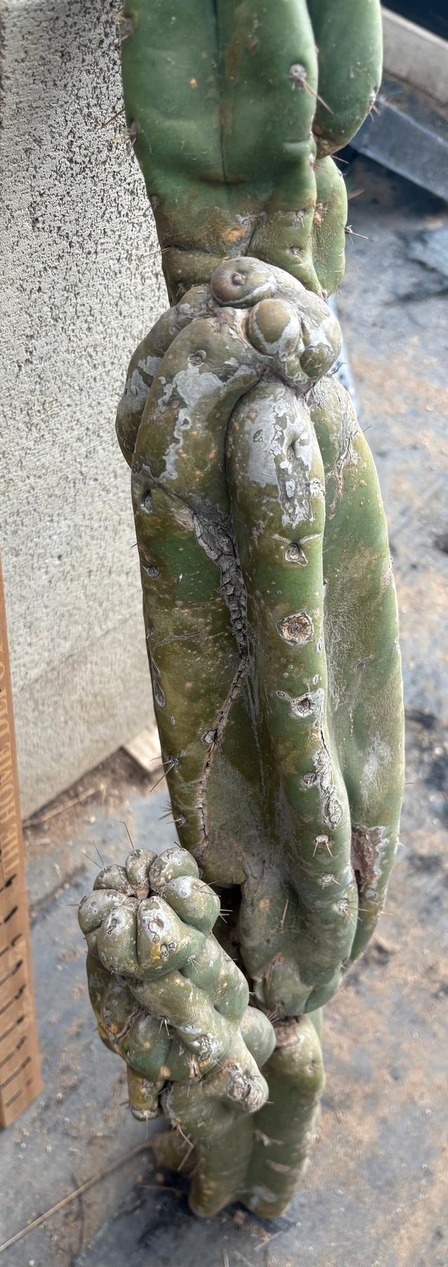 #EC02 EXACT Trichocereus Jiimz Huanucoensis Cactus CUTTING 33”+-Cactus - Large - Exact-The Succulent Source