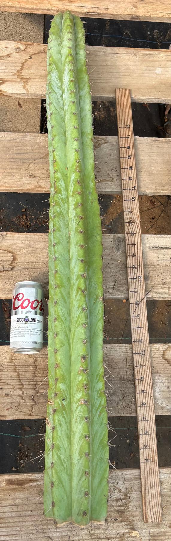 #EC02 Peruvianis argentCactus CUTTING 33”-Cactus - Large - Exact-The Succulent Source